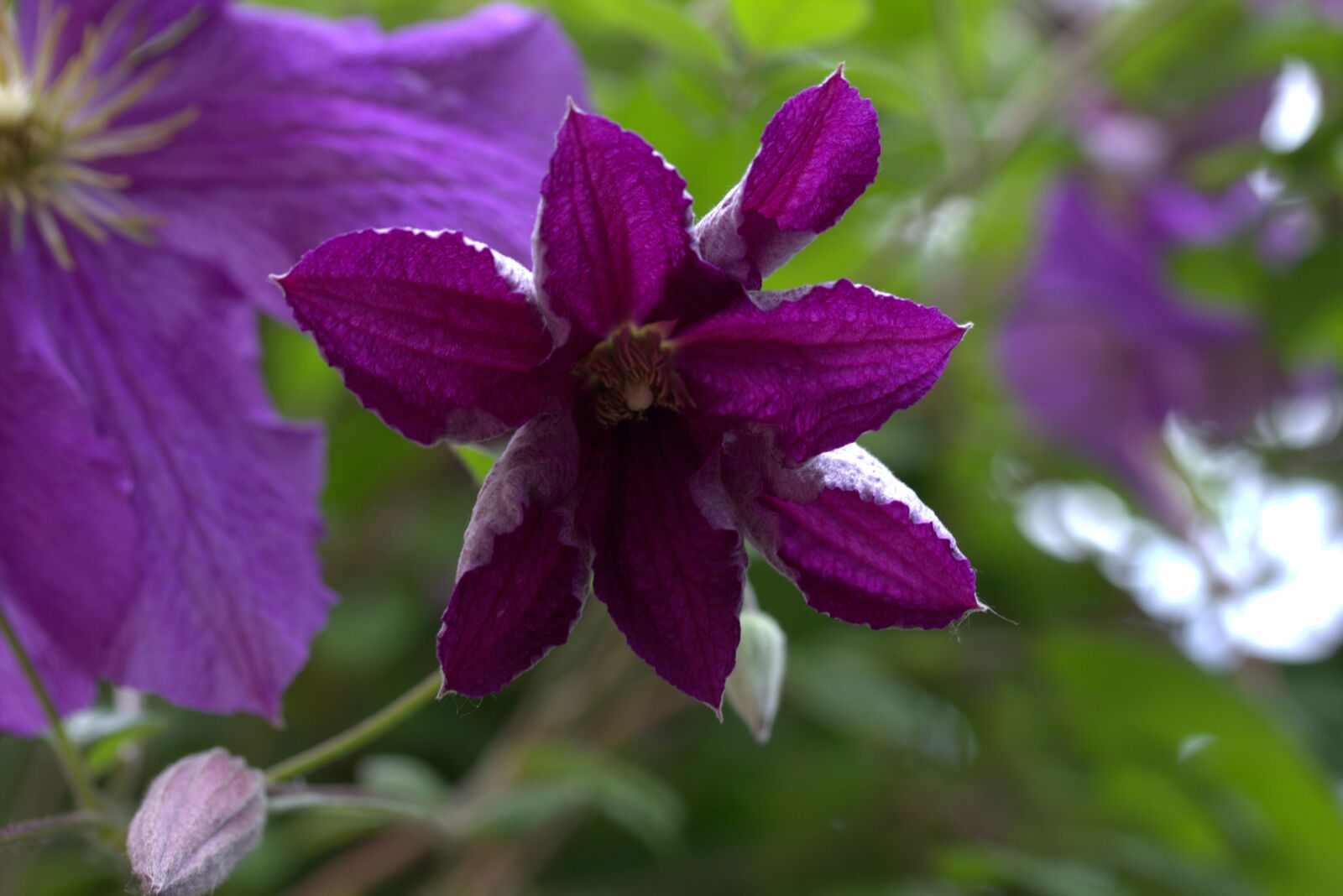 Canon EF-S 60mm F2.8 Macro USM sample photo. Clematita, flower, mov photography