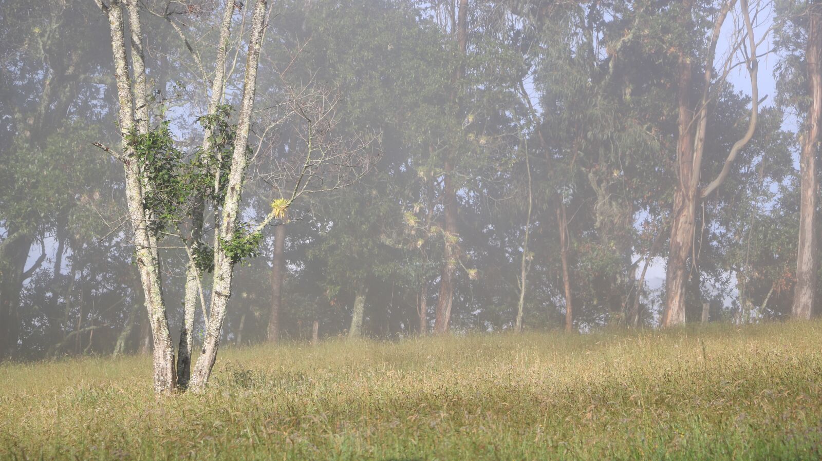 Canon EOS 70D sample photo. Nature, tree, landscape photography