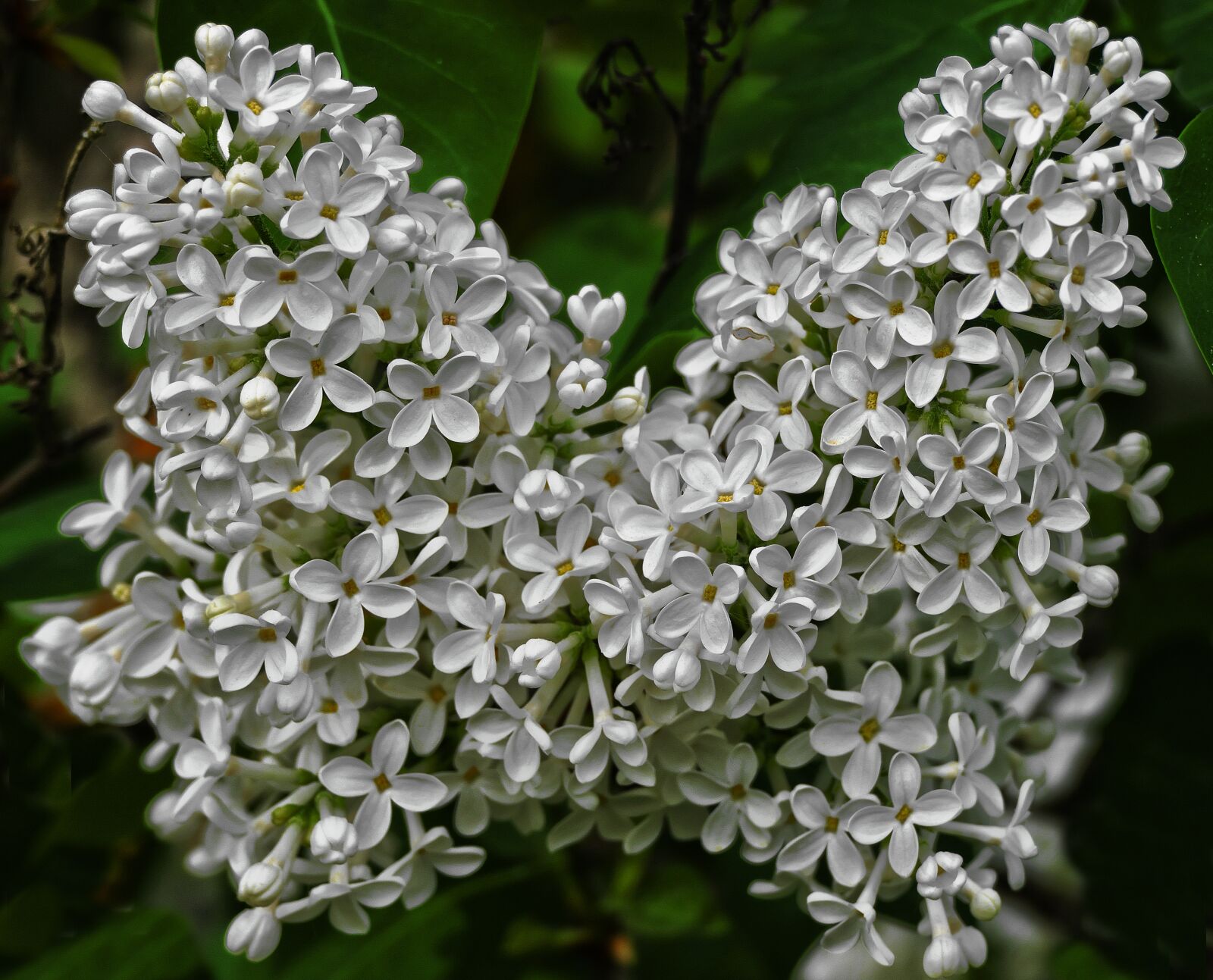 Panasonic Lumix DMC-FZ1000 sample photo. Lilac, flowers, flowering shrub photography