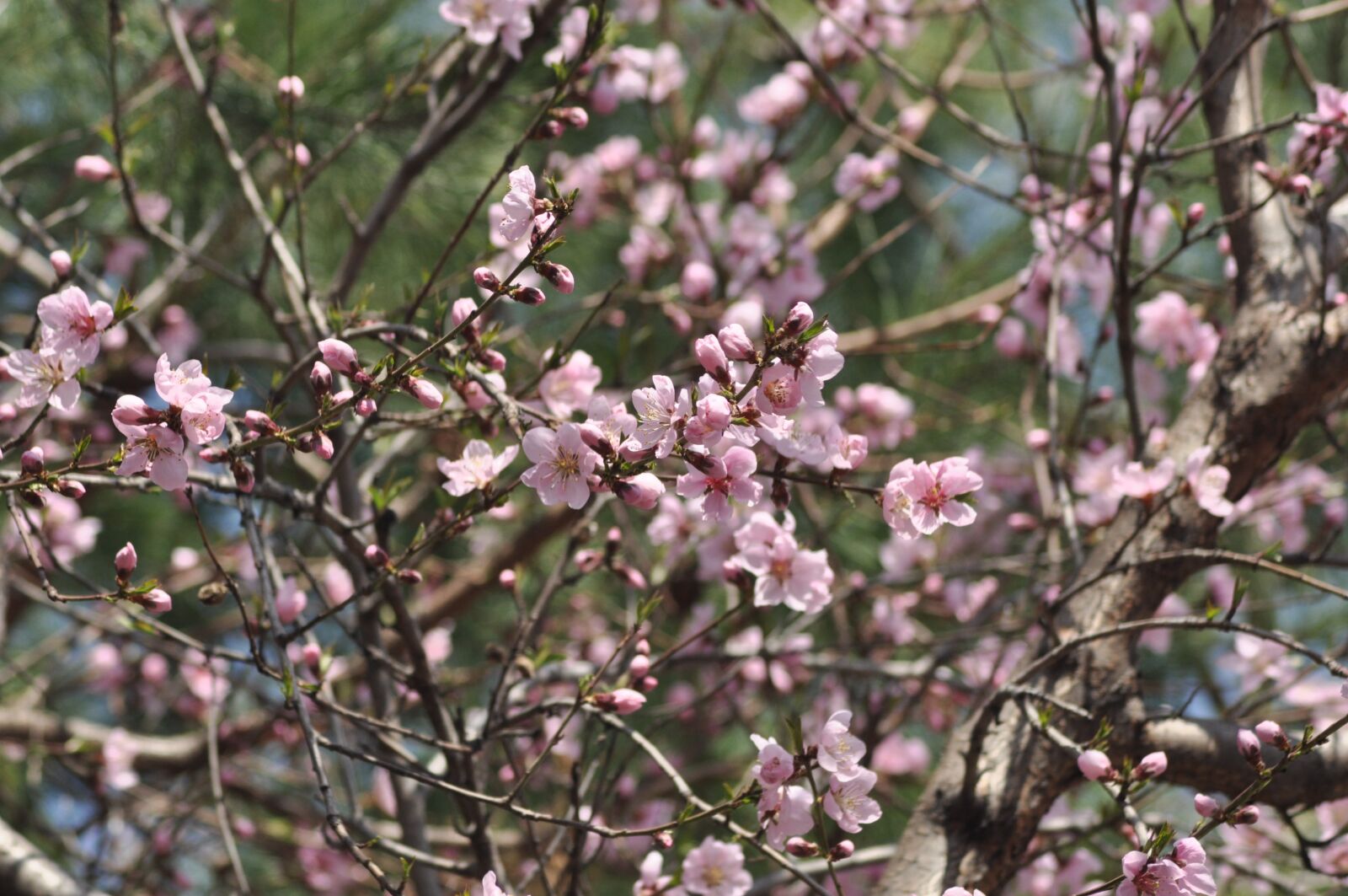 Nikon D90 sample photo. Flowers, spring, pink photography