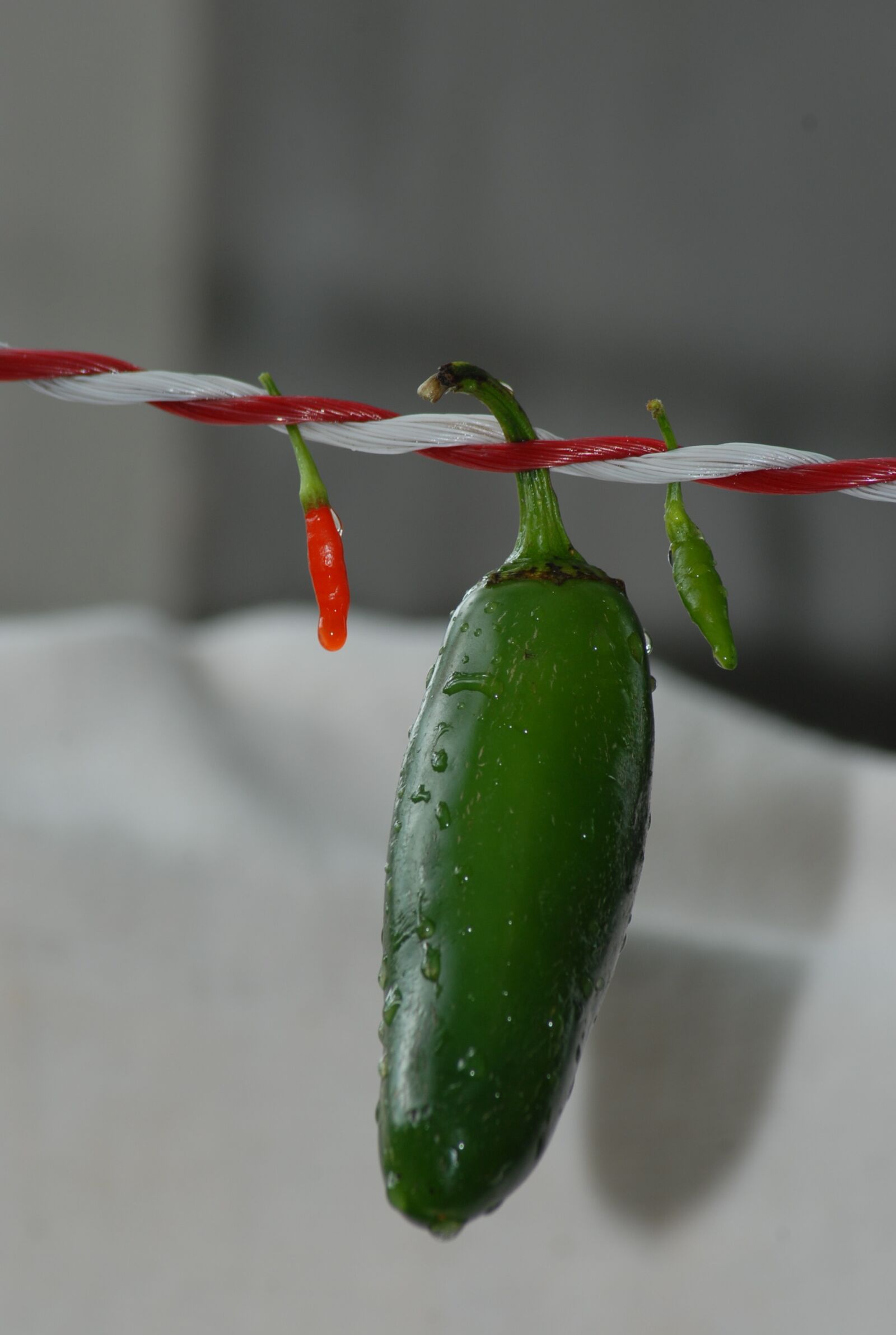 Nikon D200 sample photo. Chile, flora, nature photography