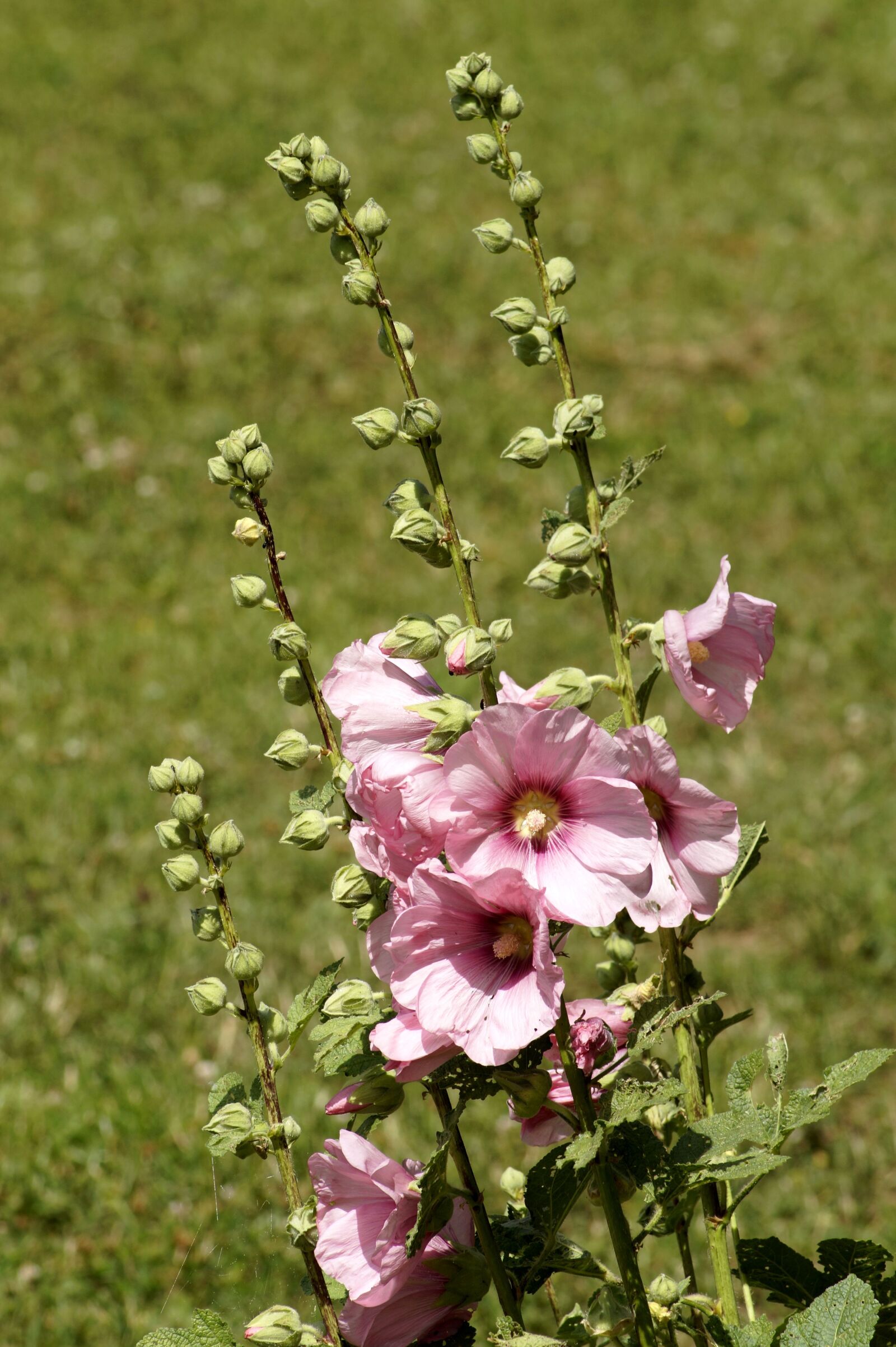 Sony SLT-A58 sample photo. Stock rose, common peony photography