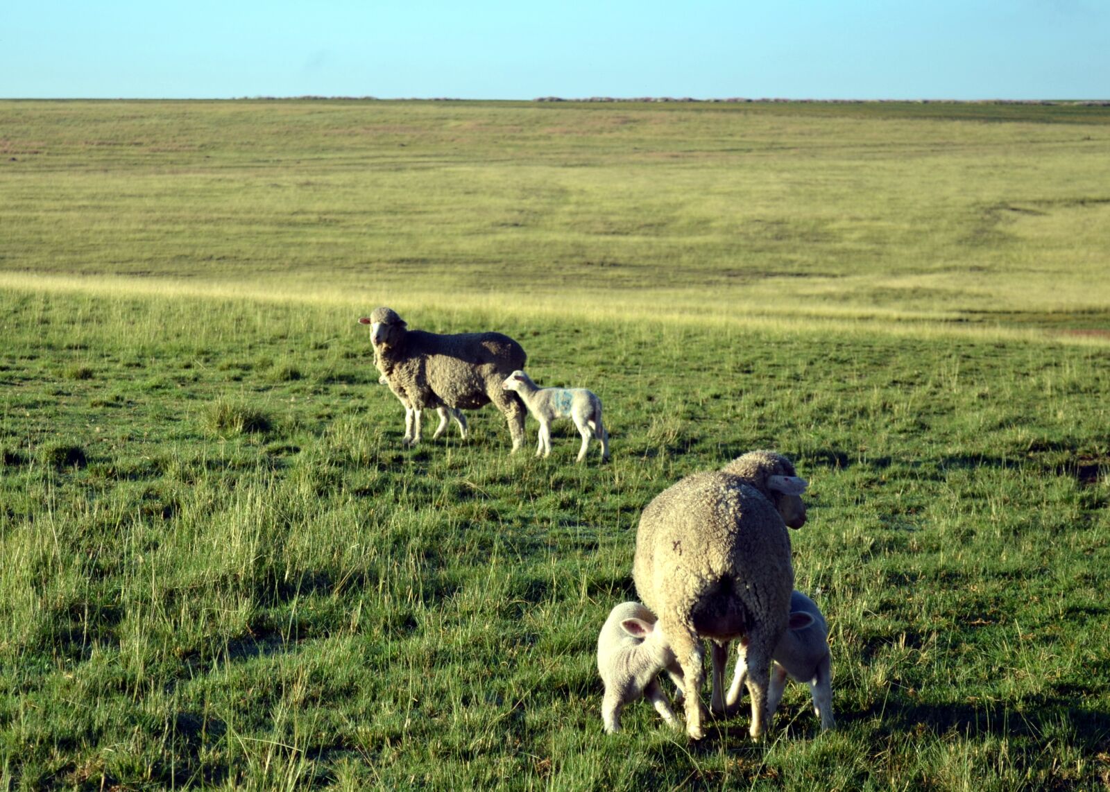 Nikon D3100 sample photo. Farming, lamb, sheep photography