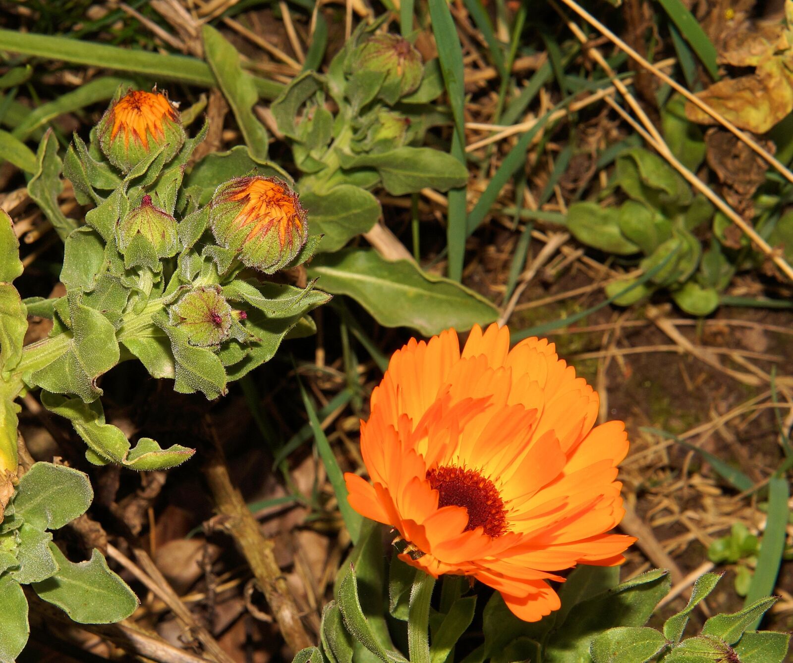 Sony SLT-A58 + Sony DT 35mm F1.8 SAM sample photo. Gerbera, flower, flowers photography