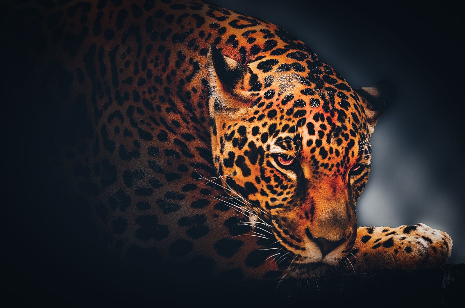 Sony a6000 sample photo. Wallpaper, background, jaguar photography