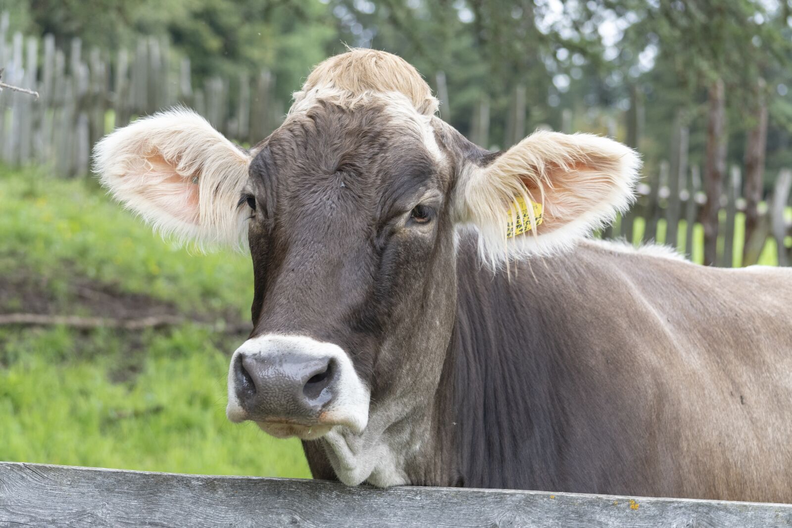 Nikon D7500 sample photo. Tyrol grey, cow, cattle photography