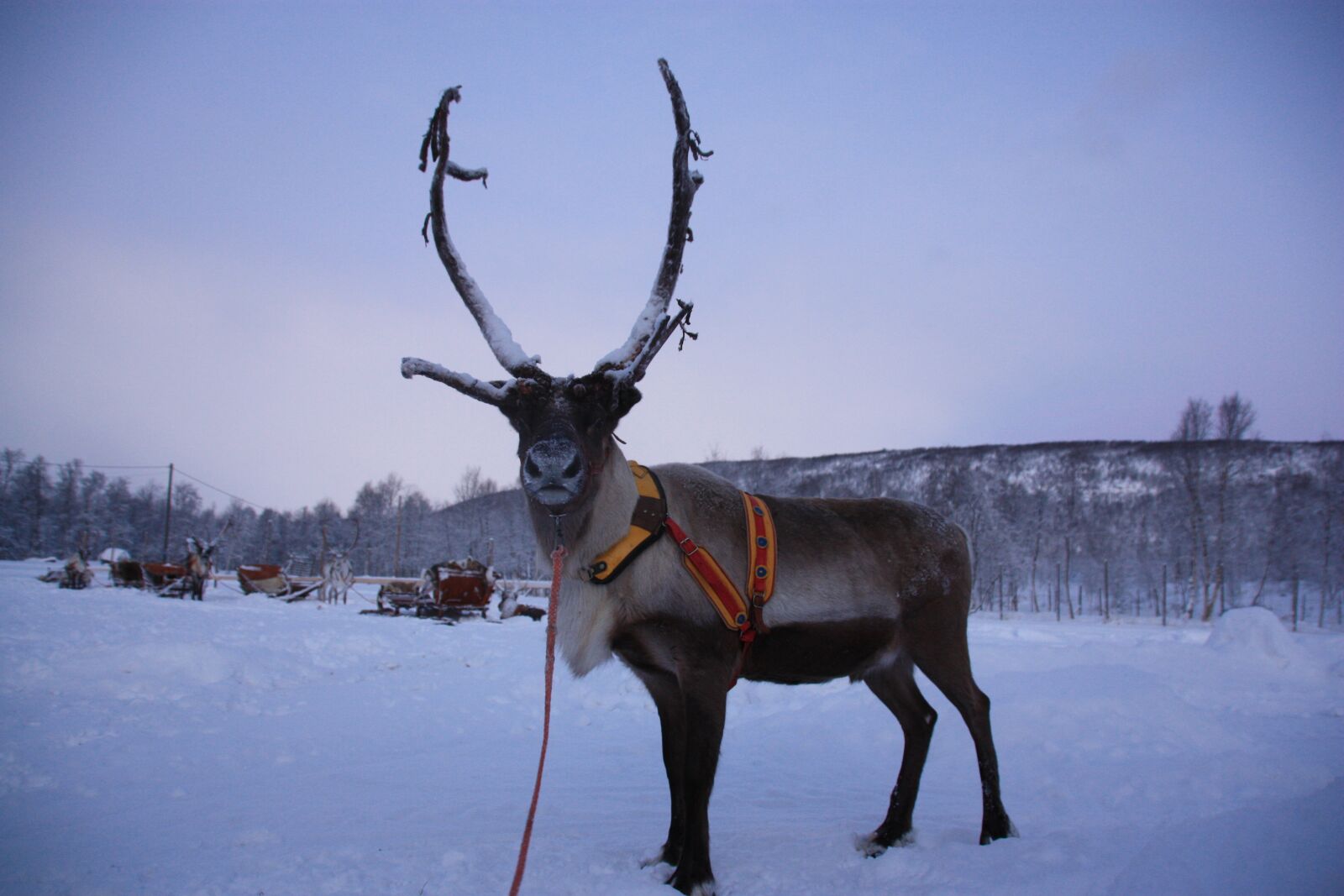 Canon EOS 450D (EOS Rebel XSi / EOS Kiss X2) sample photo. Rennes, finland, lapland photography