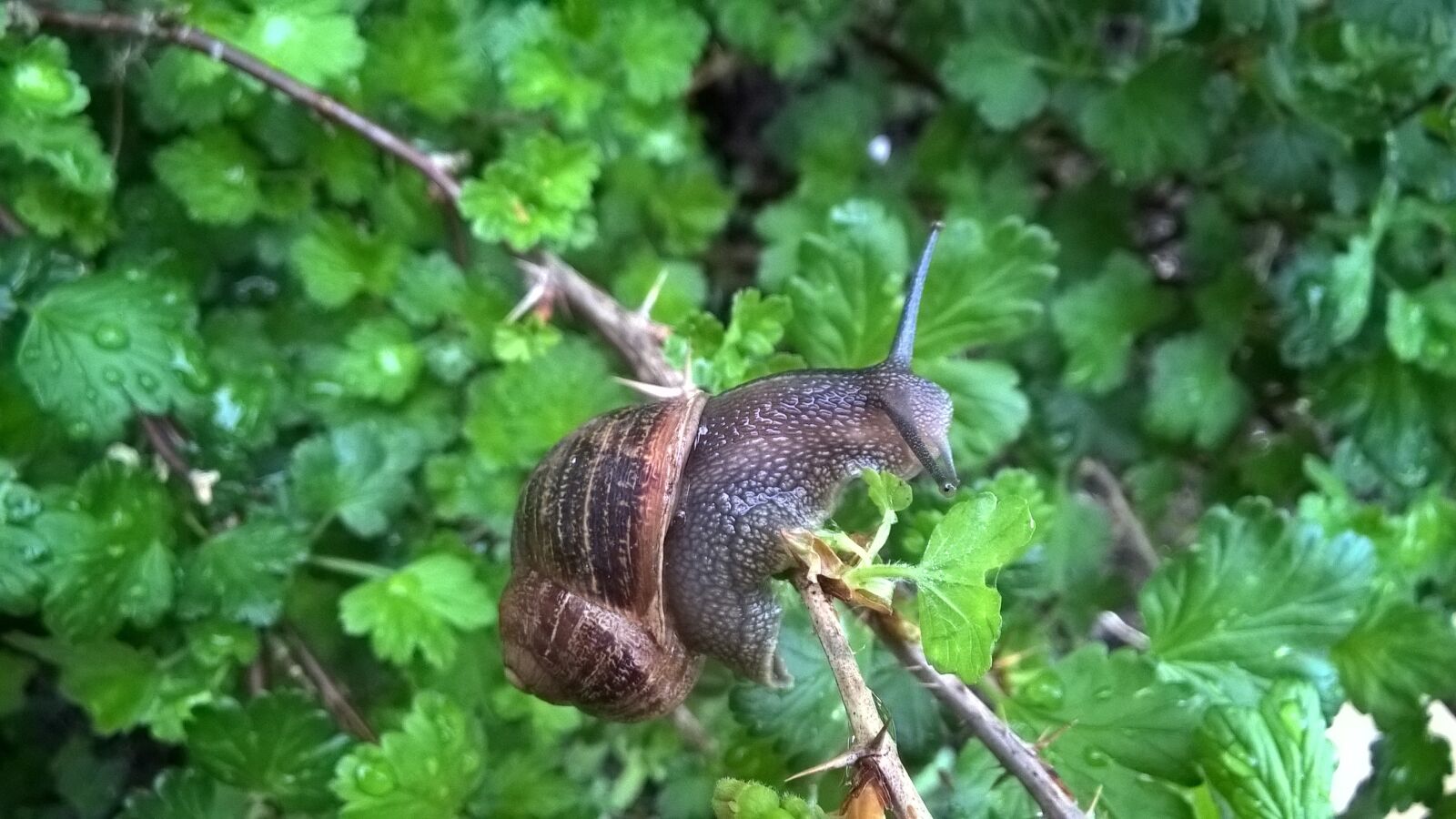 Nokia Lumia 830 sample photo. Snail, garden, foliage photography