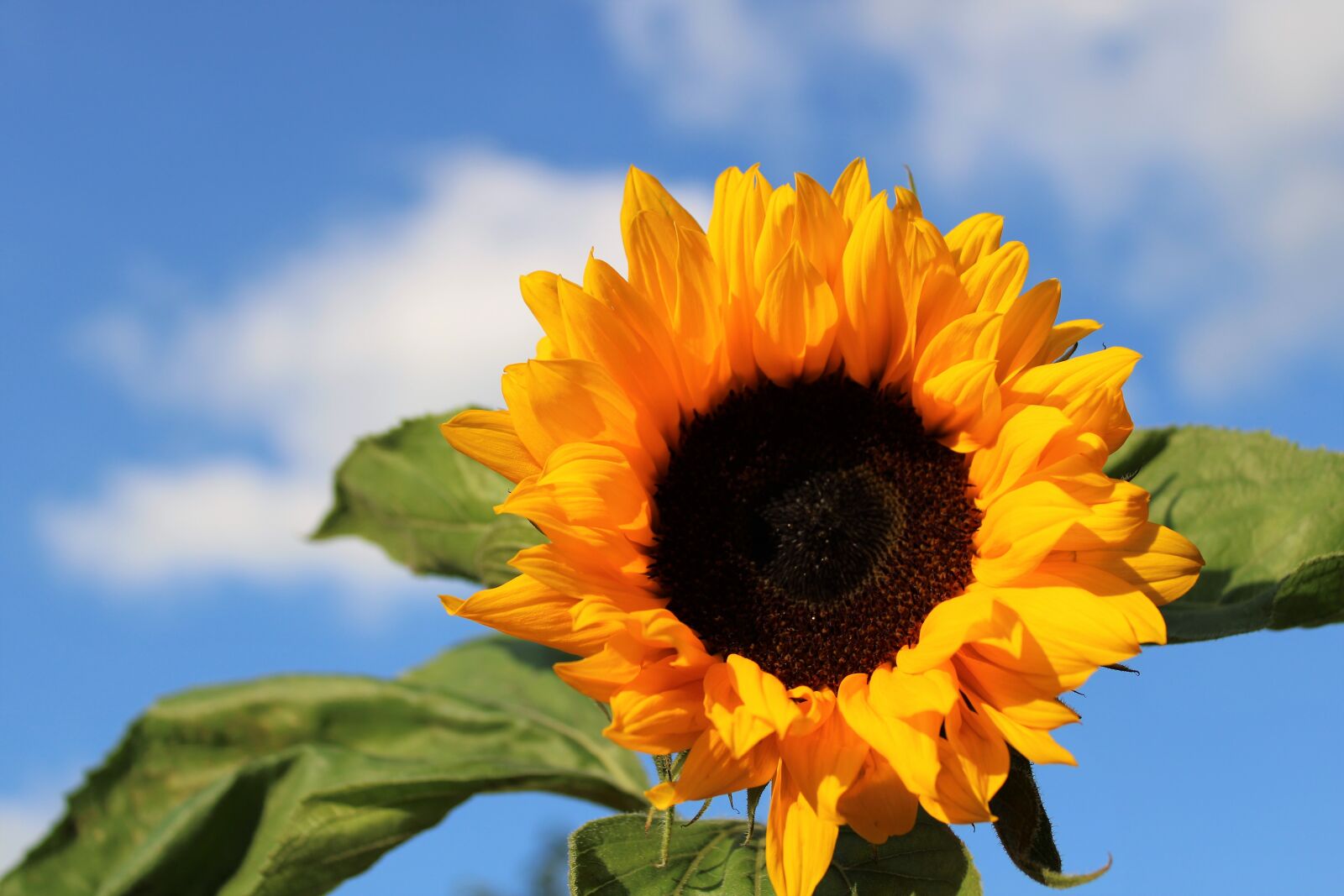 Canon EOS 2000D (EOS Rebel T7 / EOS Kiss X90 / EOS 1500D) sample photo. Sunflower, flower, blossom photography