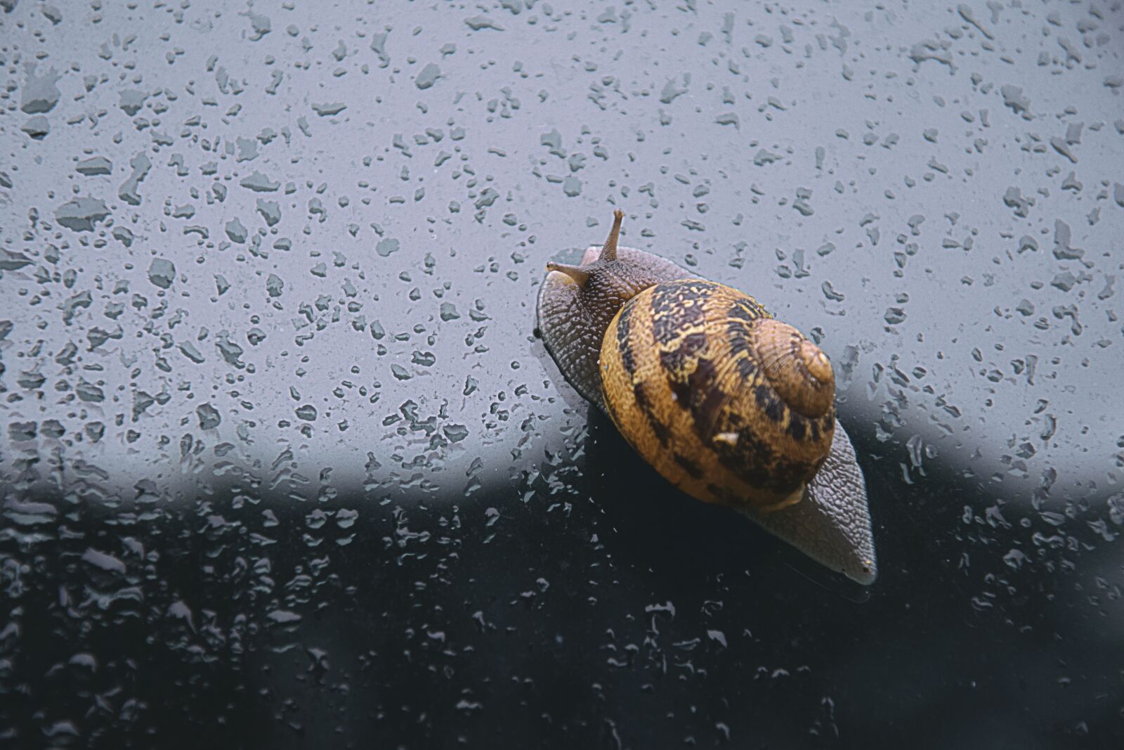 Nikon D3300 sample photo. Snail, spring, rain photography