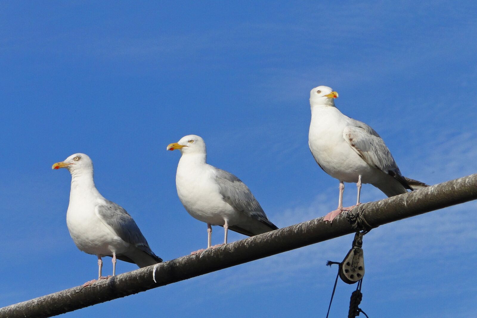 Sony Cyber-shot DSC-HX1 sample photo. Gulls, sea, bird photography