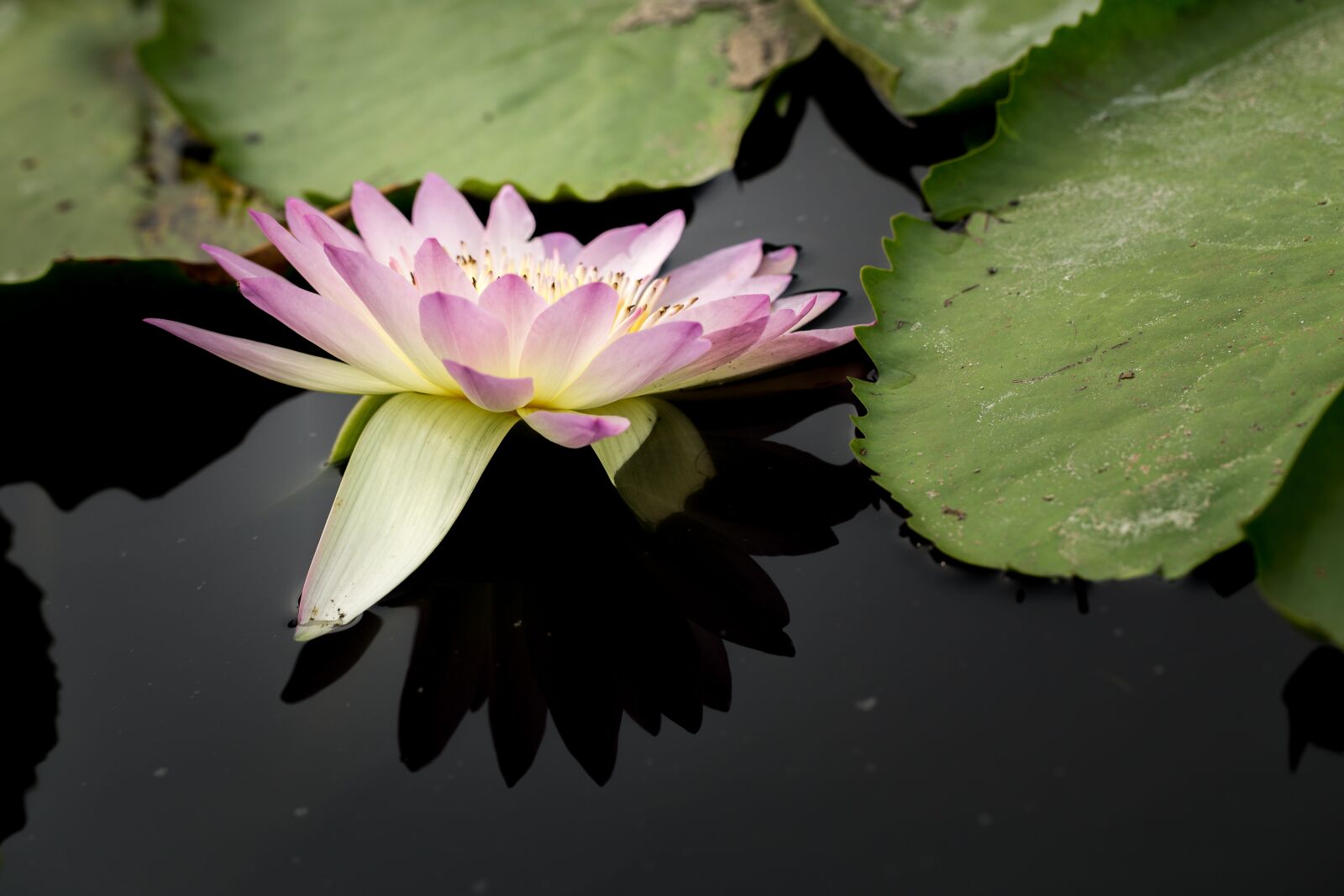 Canon EF 100mm F2.8L Macro IS USM sample photo. Water lily, nuphar lutea photography