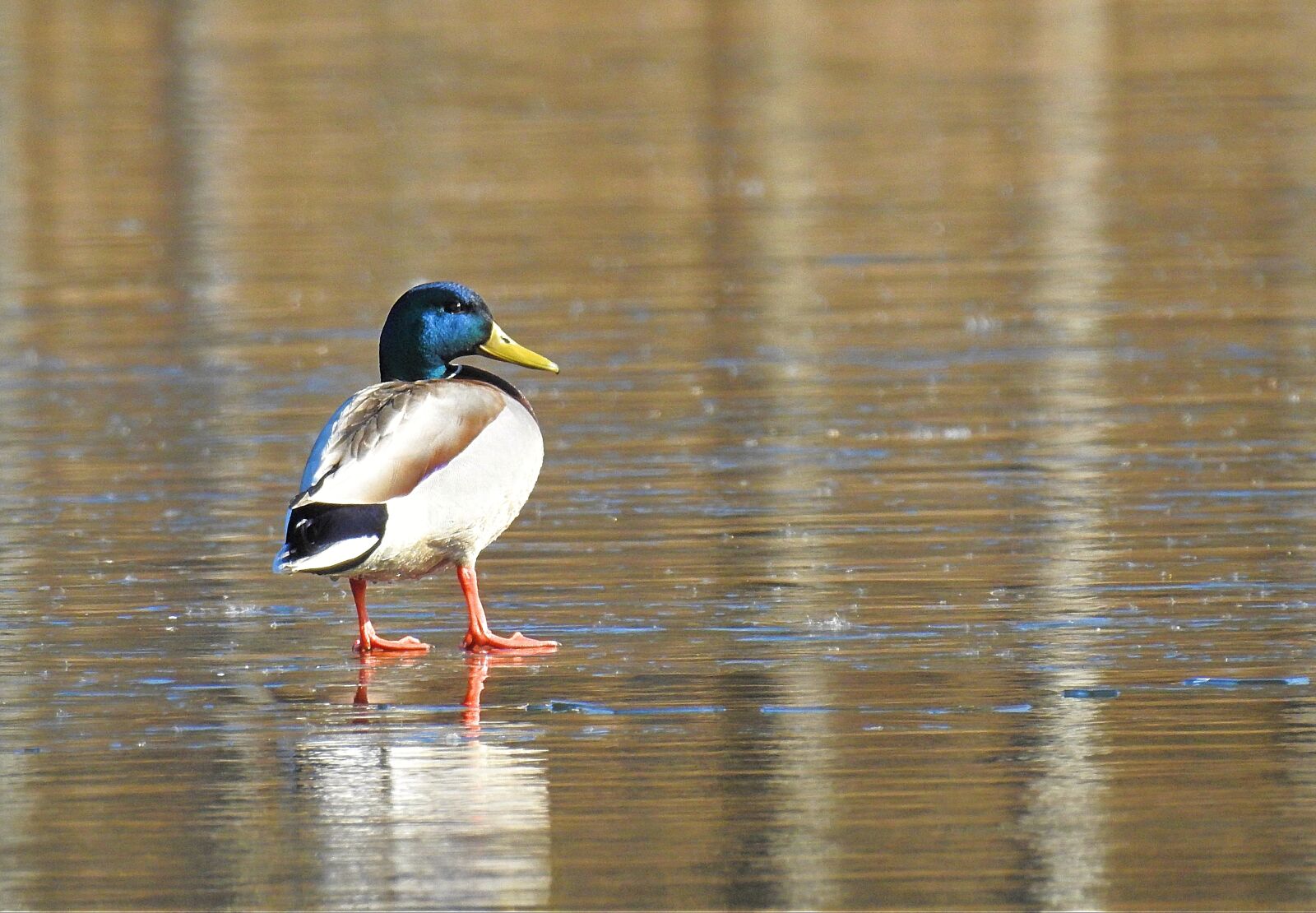 Nikon Coolpix P900 sample photo. Lake, ice, nature photography