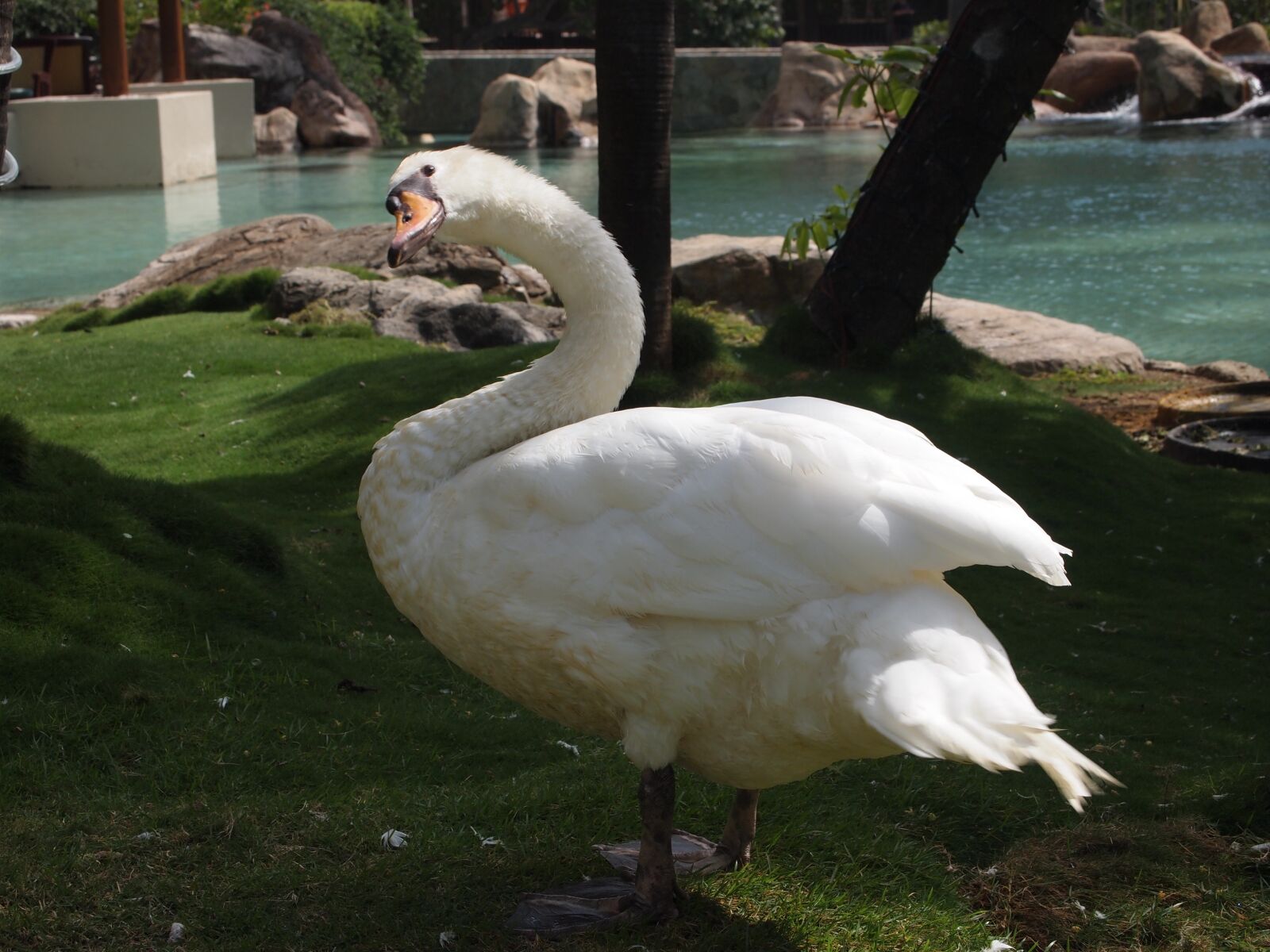 Olympus PEN E-PL1 sample photo. Goose, white feathers, bird photography