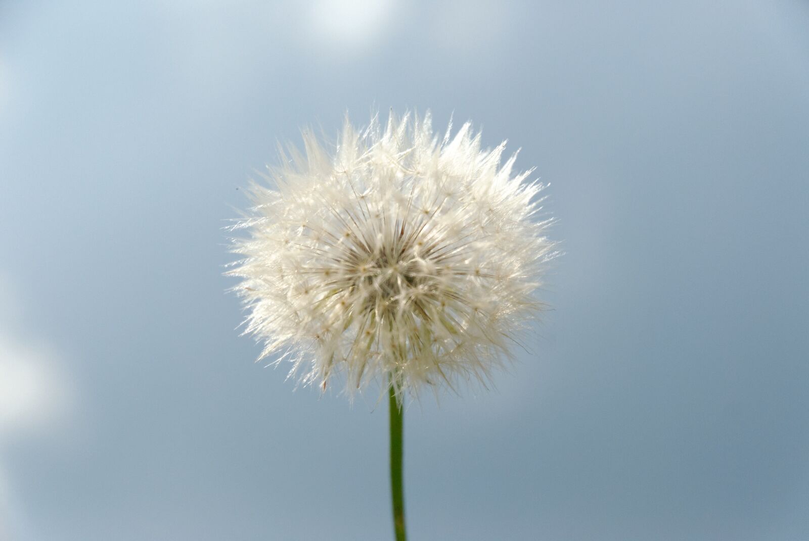 Nikon D200 sample photo. Dandelion, plant, nature photography