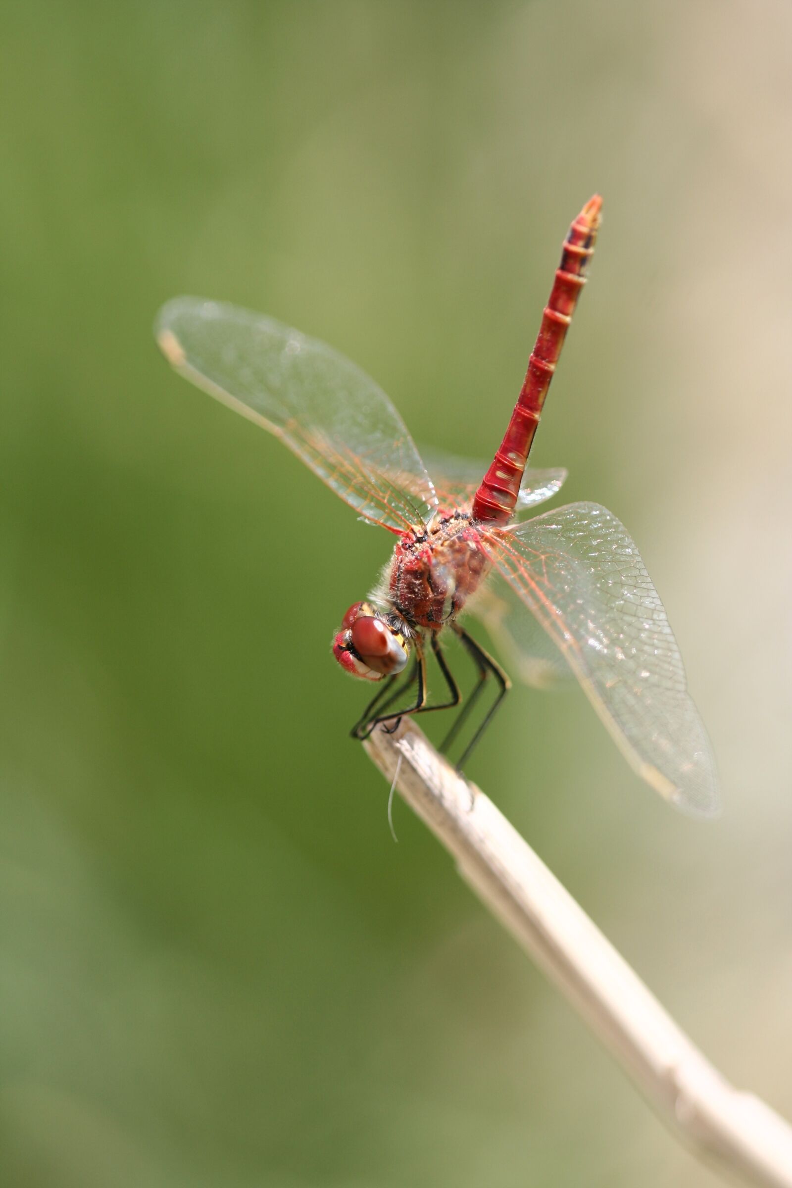 Canon EOS 350D (EOS Digital Rebel XT / EOS Kiss Digital N) sample photo. Dragonfly, red, insect photography