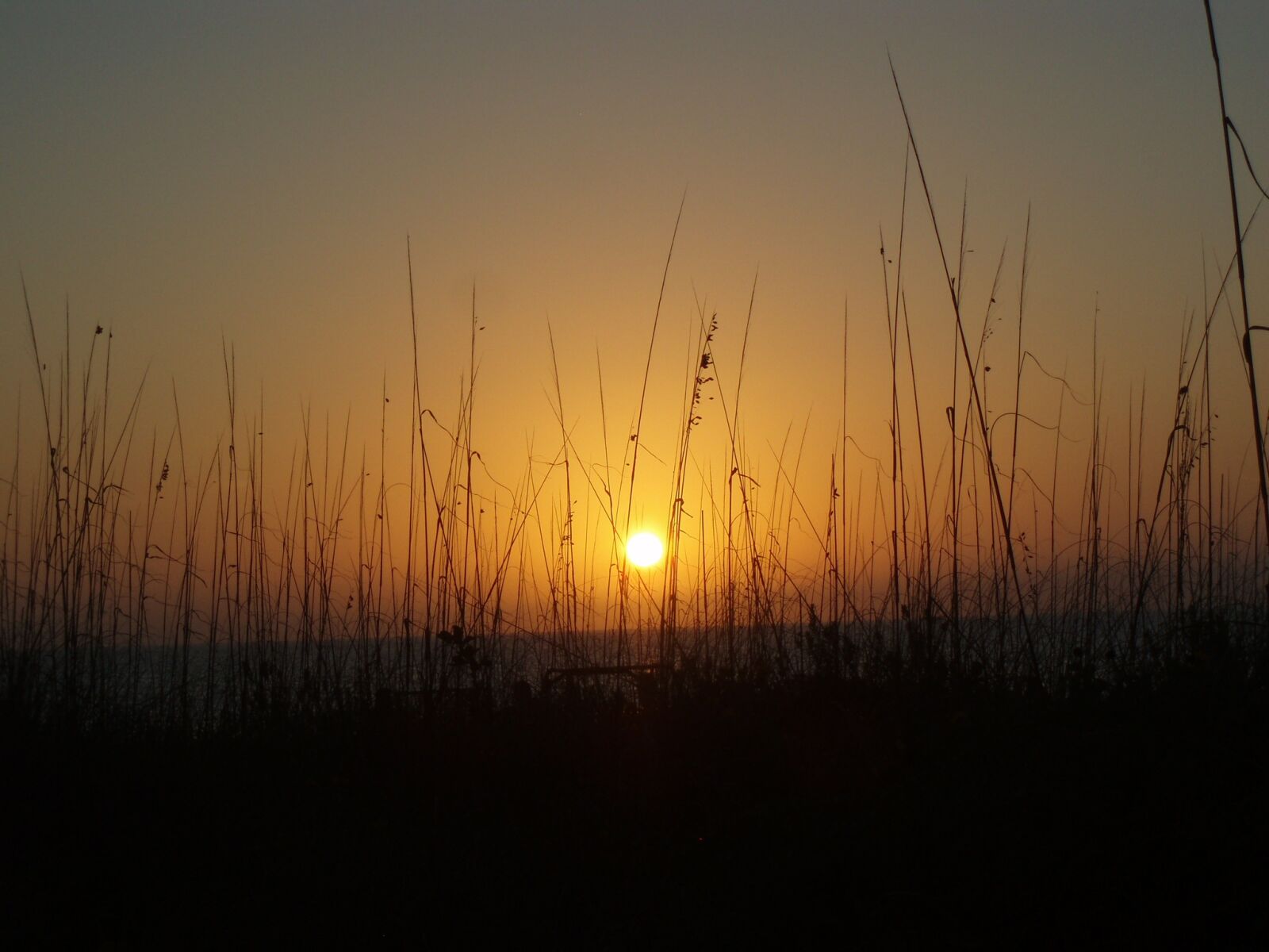 Olympus u710,S710 sample photo. Sunset, grass, nature photography