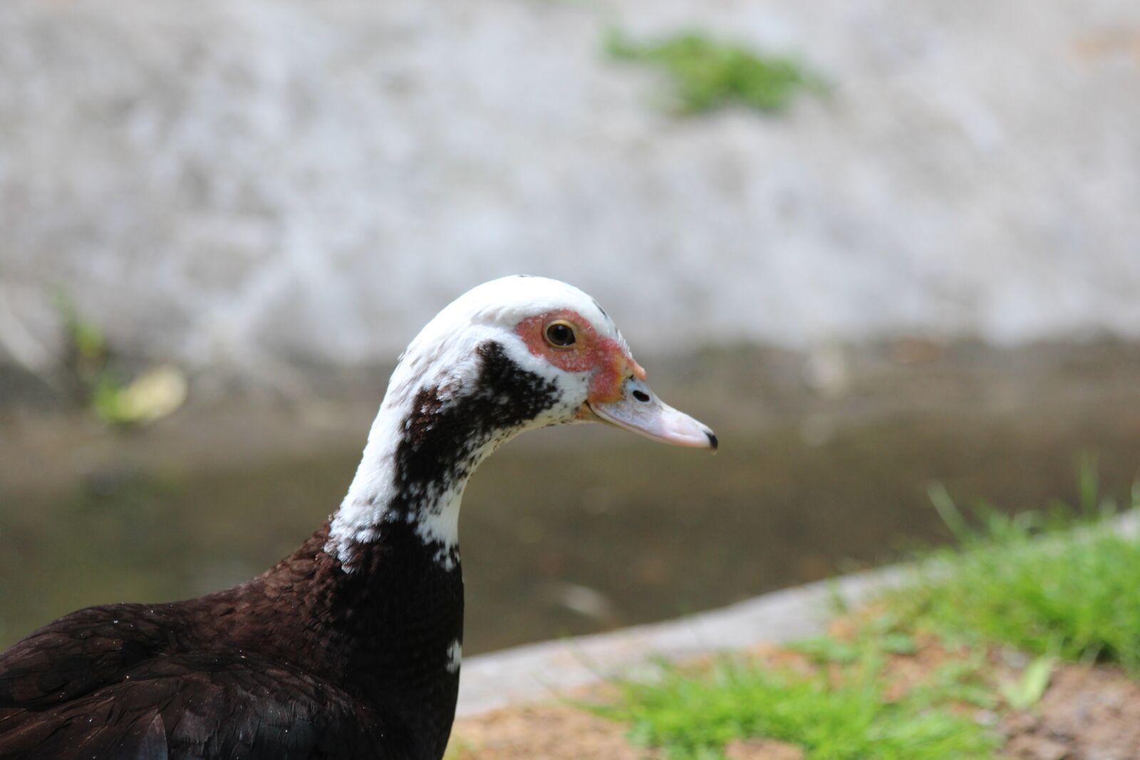 Canon EOS 650D (EOS Rebel T4i / EOS Kiss X6i) sample photo. Muscovy duck, indoutka, cairina photography