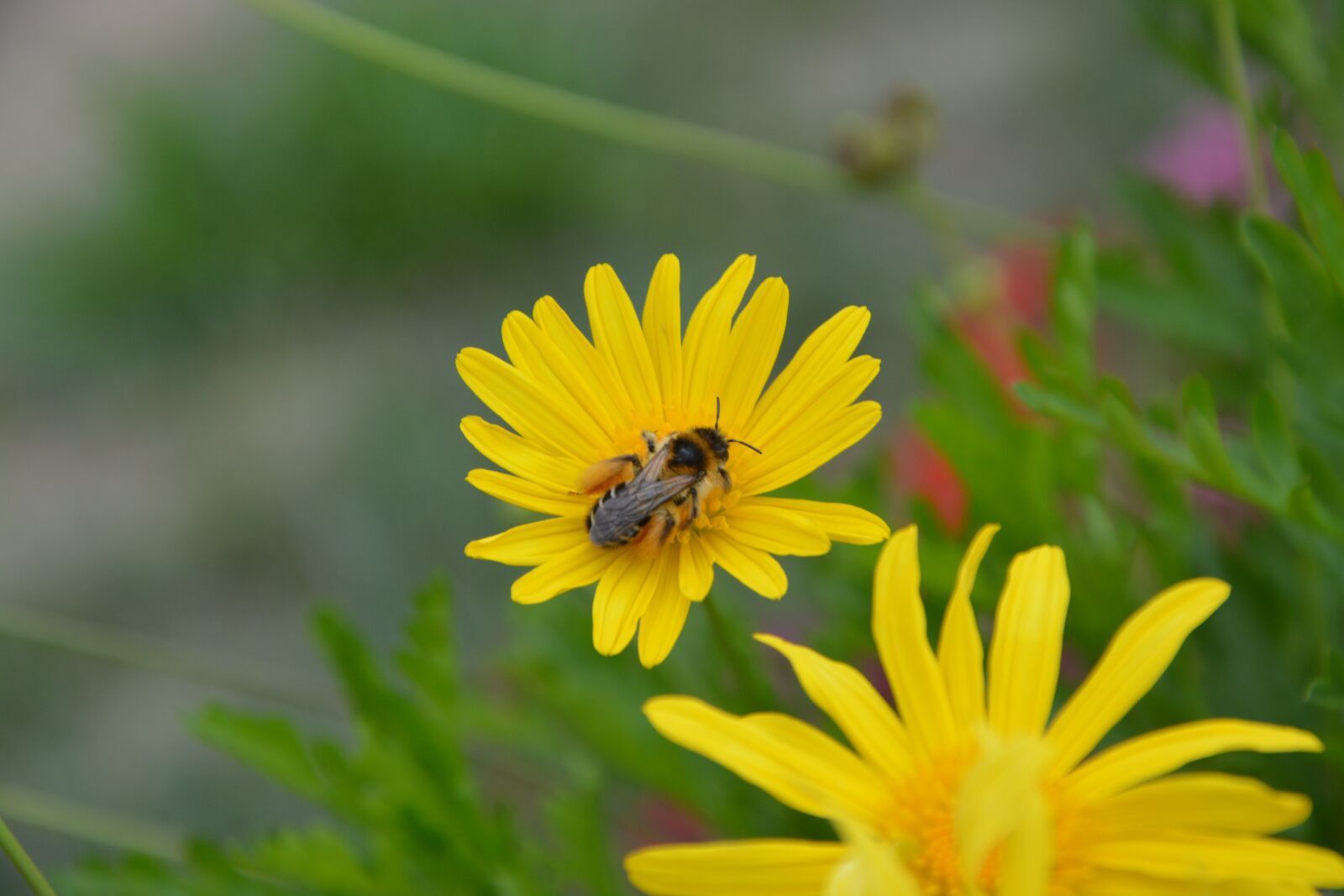 Nikon D5200 sample photo. Bee, insect, yellow flower photography