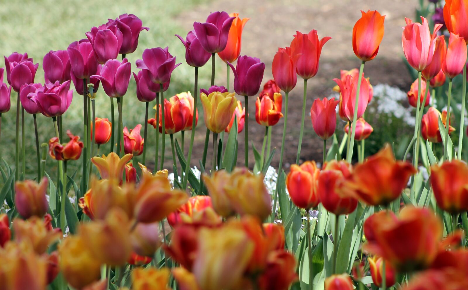 Canon EF 75-300mm f/4-5.6 sample photo. Tulips, spring, floral photography