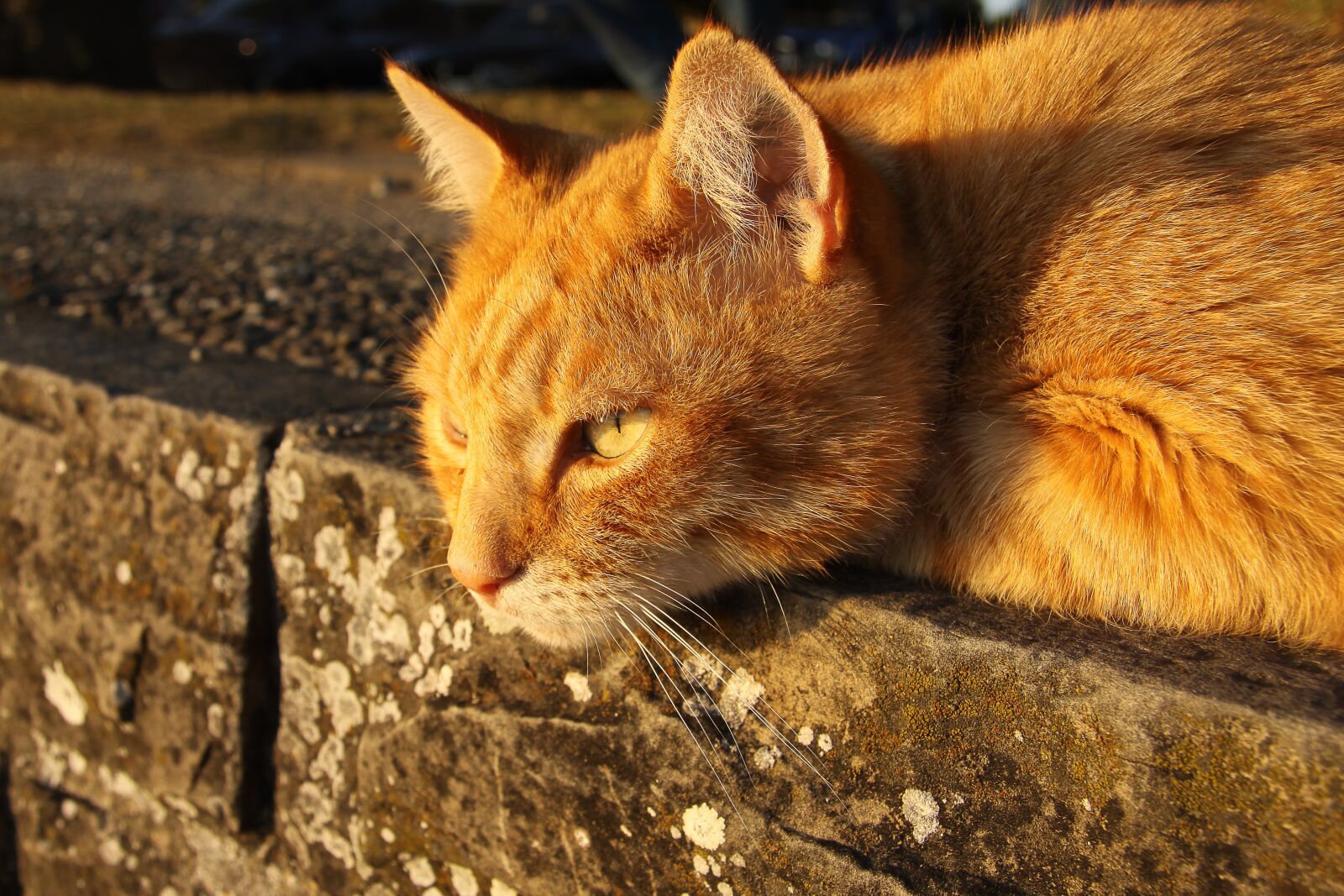 Canon EOS 50D sample photo. Cat, pet, red cat photography