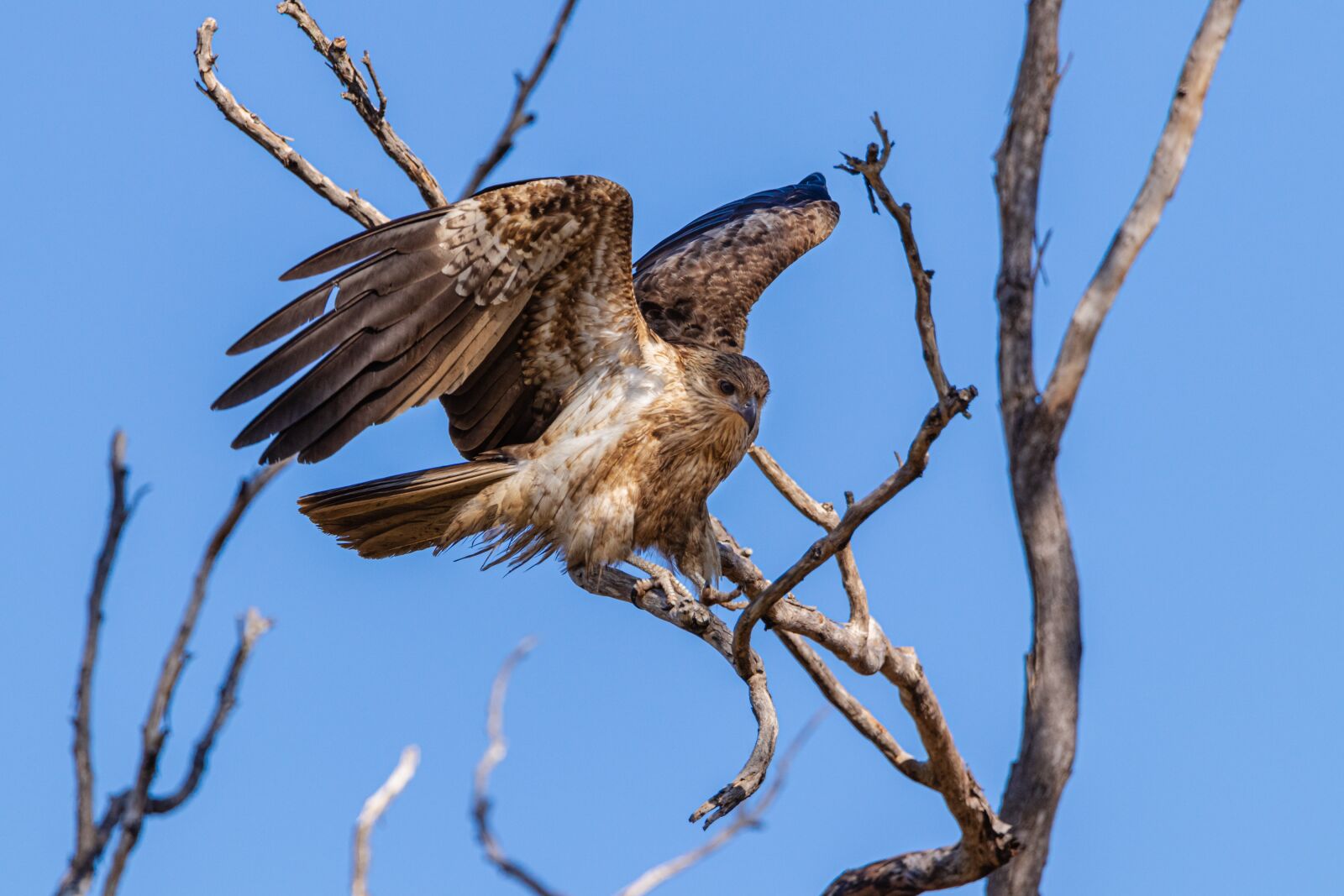 Canon EOS 80D sample photo. Birds, wildlife, animals photography