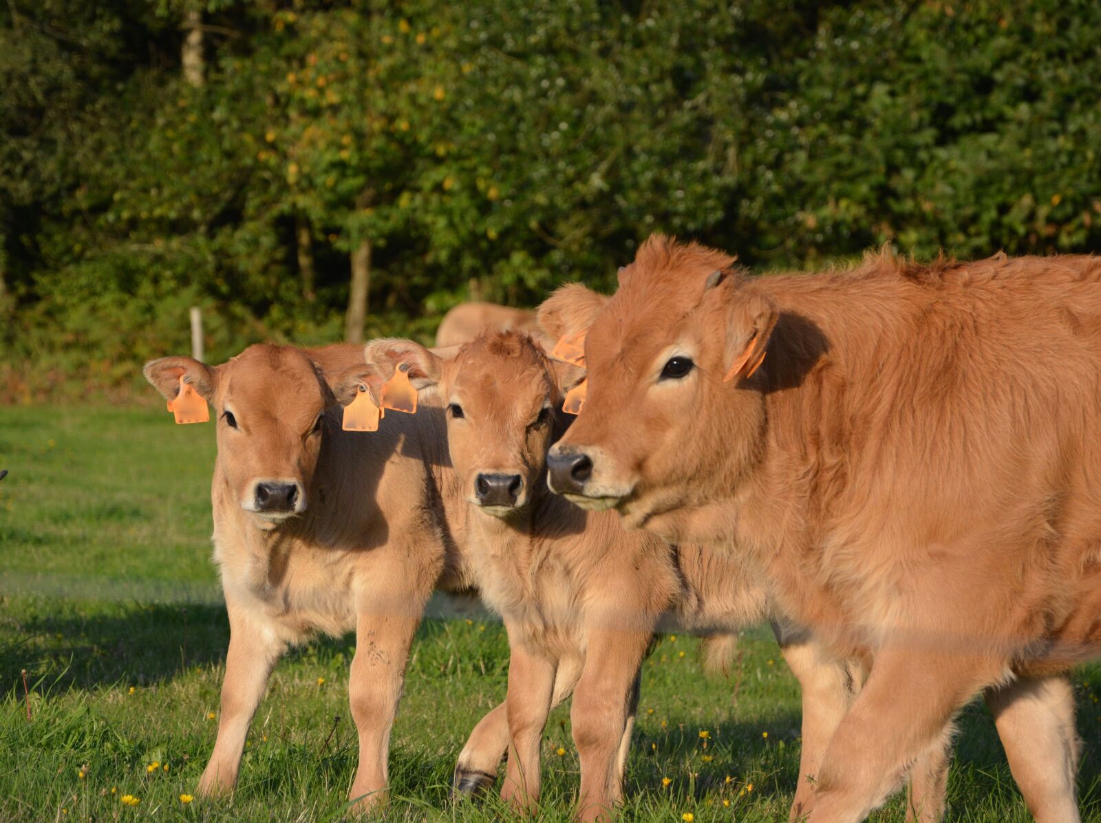 Nikon D5200 sample photo. Cow, calf, mom babies photography