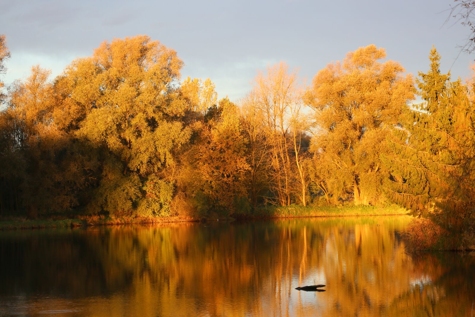 Canon EF 100-400mm F4.5-5.6L IS USM sample photo. Light, evening, trees photography
