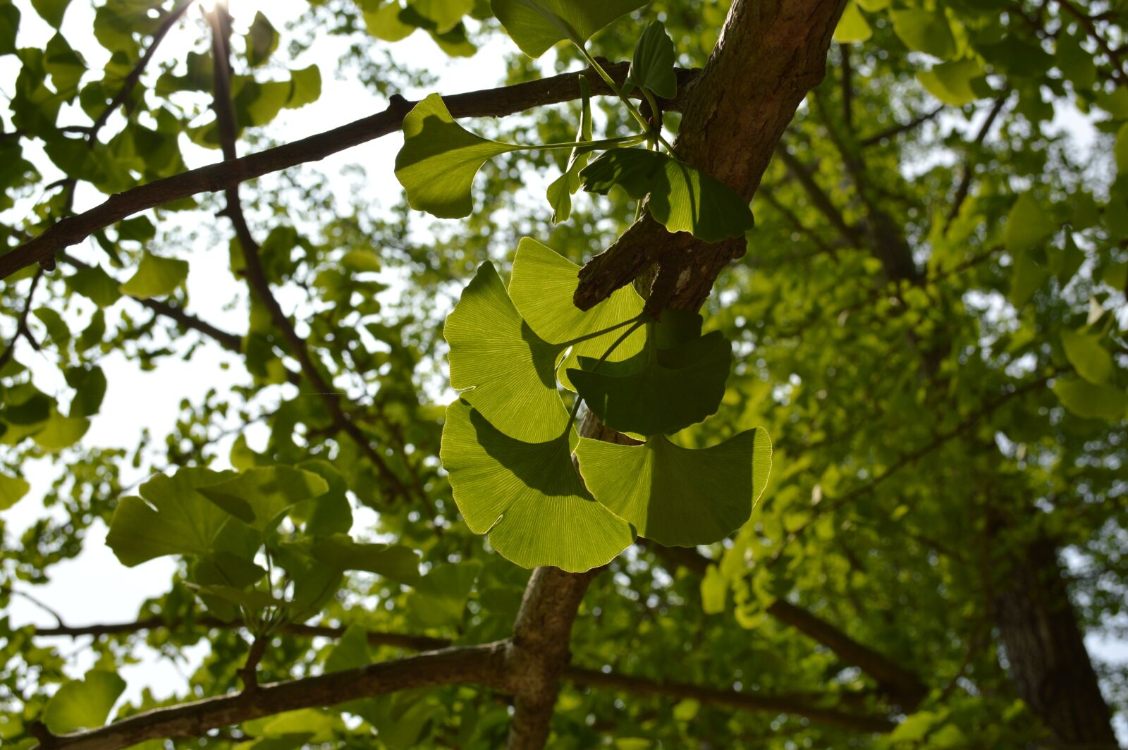 Nikon D3200 sample photo. Green, the leaves, ginkgo photography