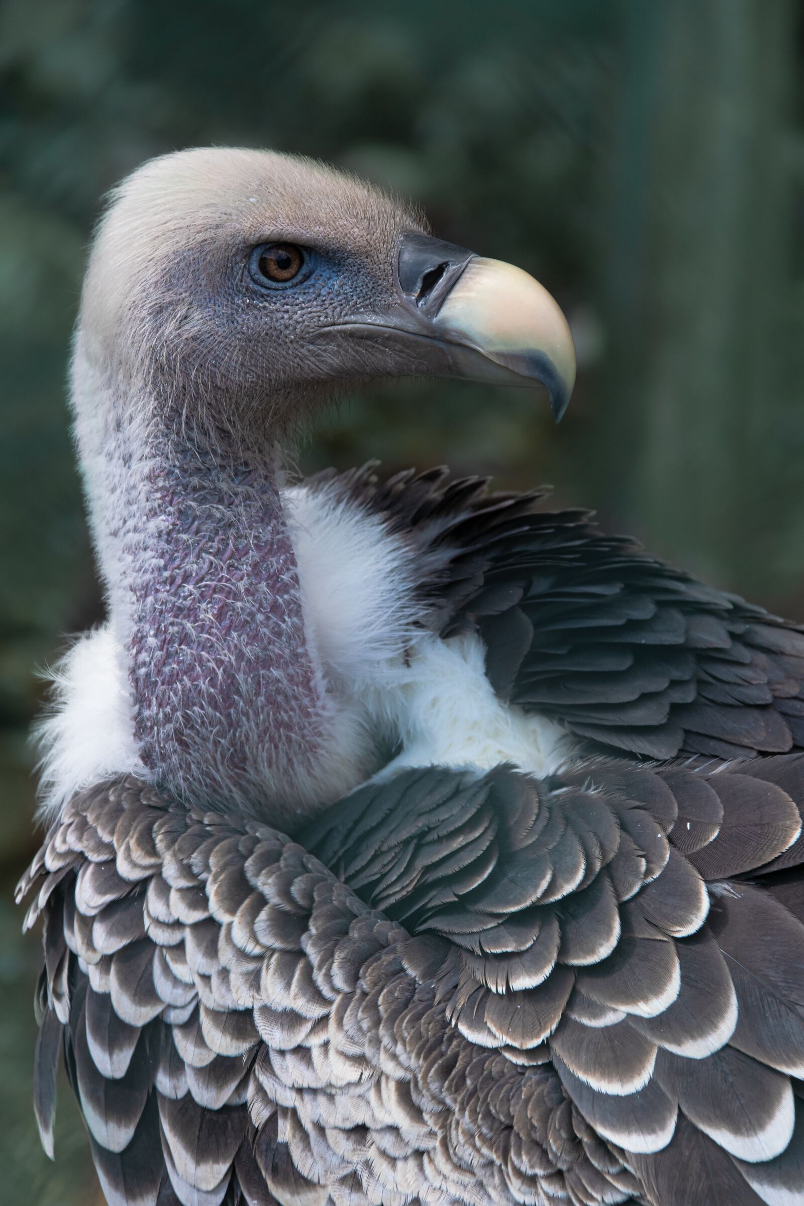 DT 18-300mm F3.5-6.3 sample photo. Bird of prey, vulture photography