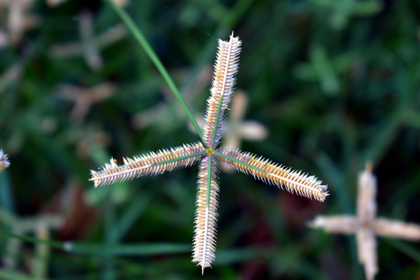 Nikon D5600 sample photo. Crowfoot grass, finger comb photography