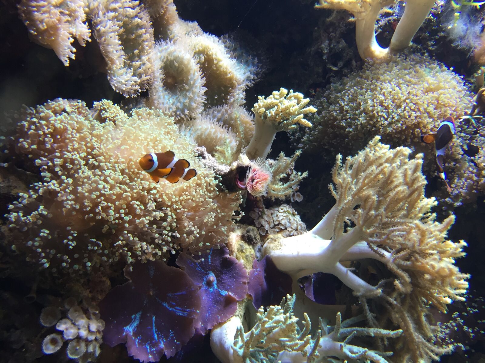 Apple iPhone 6 sample photo. Tropical, reef, aquarium photography