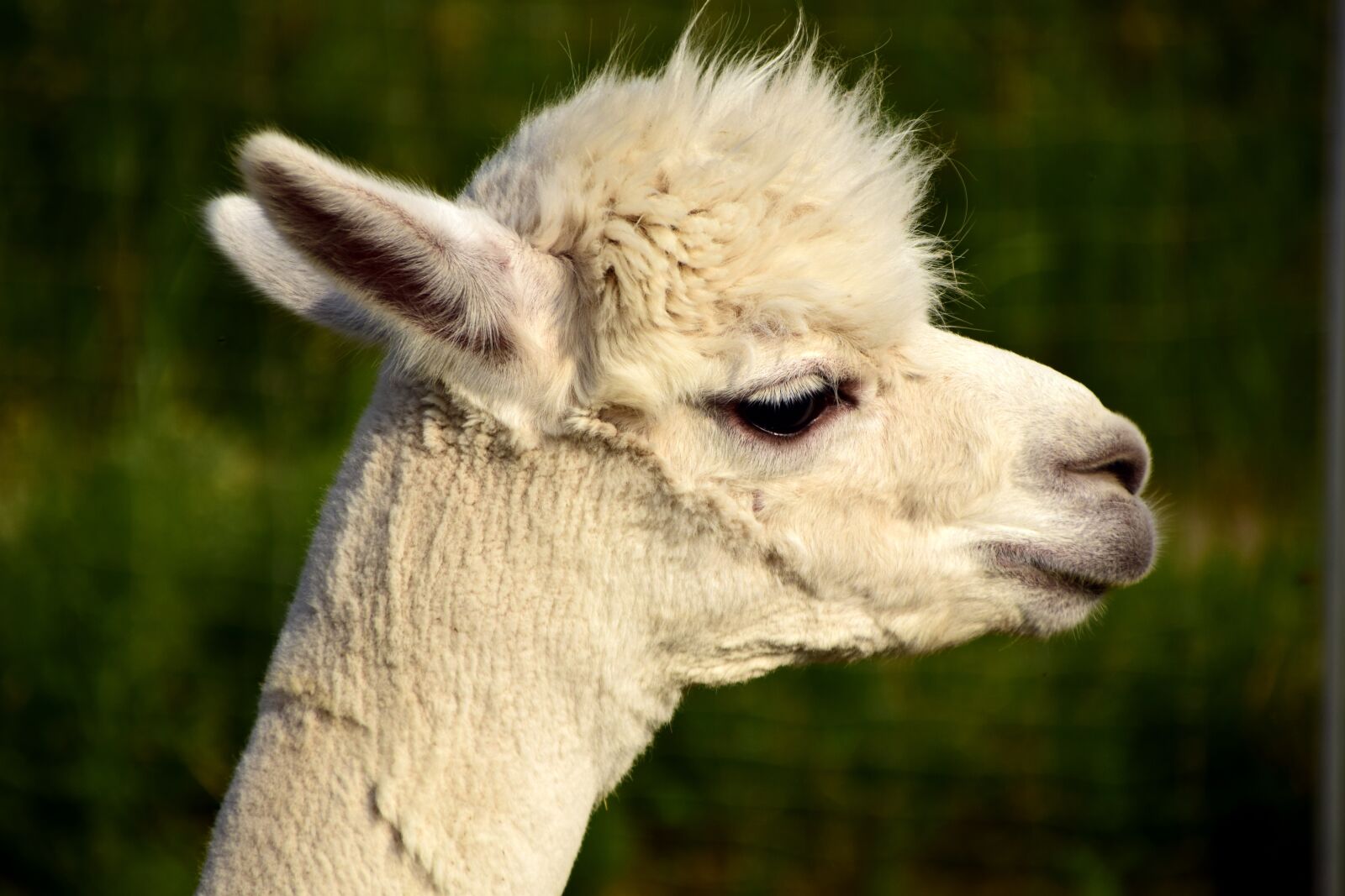 Nikon D3300 sample photo. Alpaca, head, animal photography
