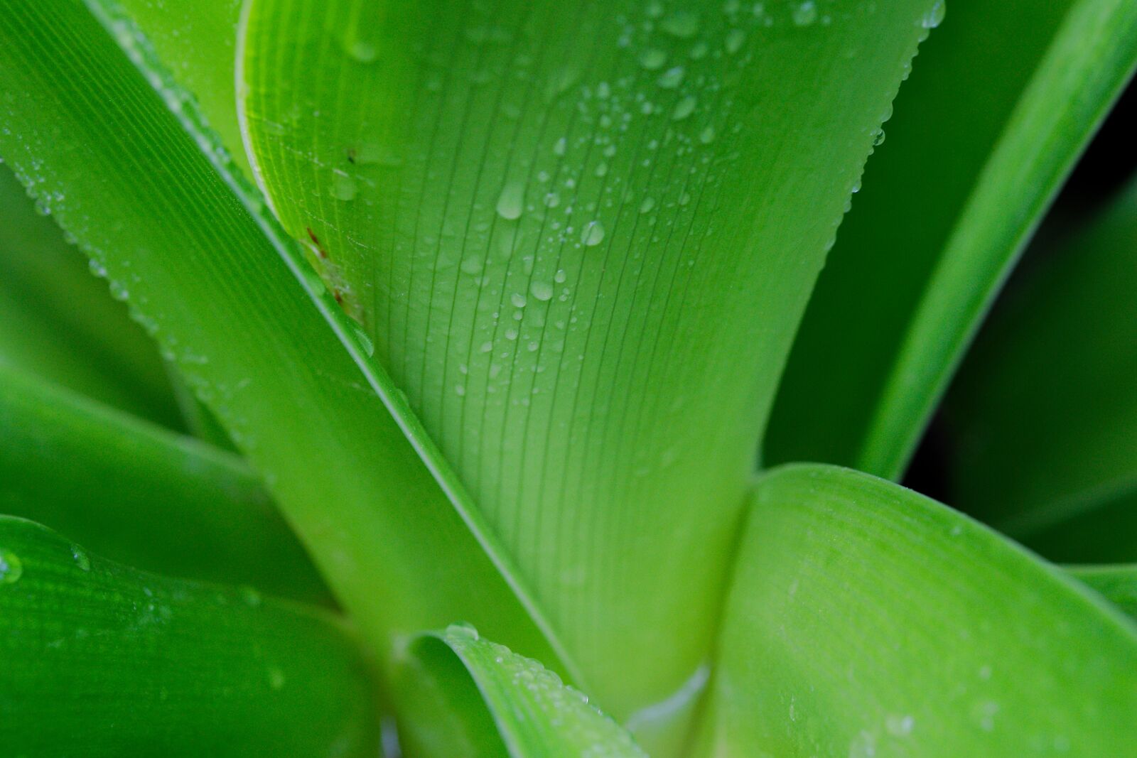 Canon EOS 6D sample photo. Leaves, green, drop of photography