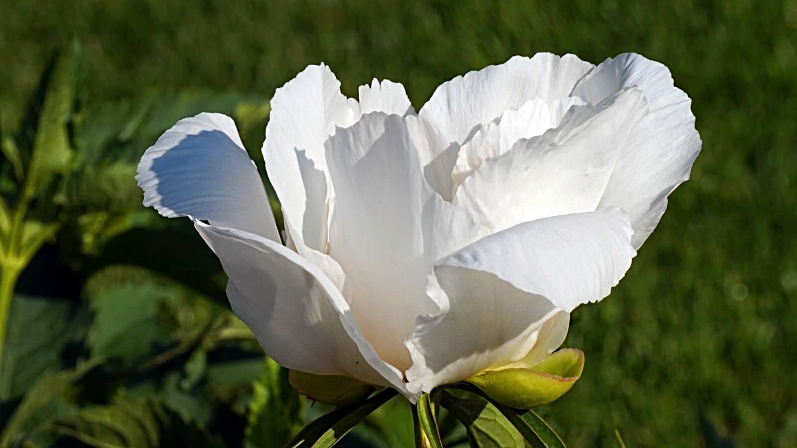 Sony Alpha a5000 (ILCE 5000) + Sony E 55-210mm F4.5-6.3 OSS sample photo. Peony, white, blossom photography