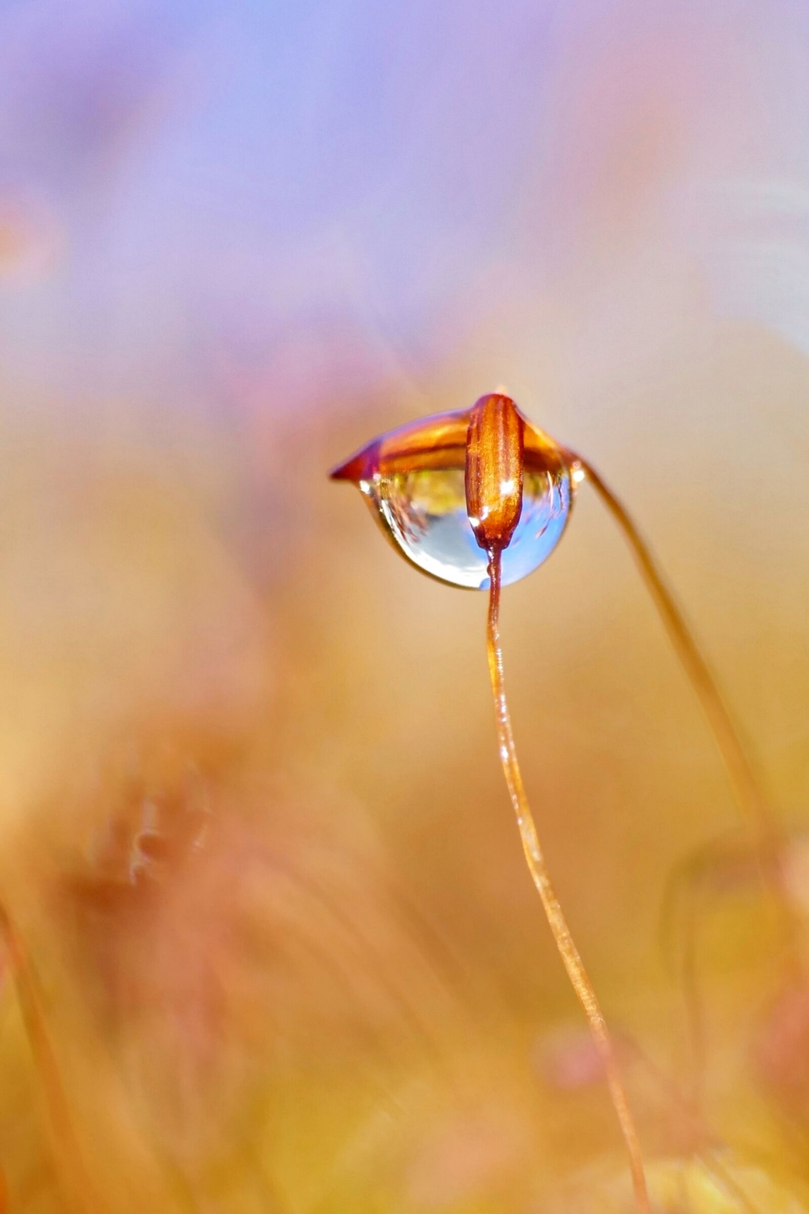 Panasonic Lumix DMC-FZ1000 sample photo. Moss, dewdrop, drop of photography