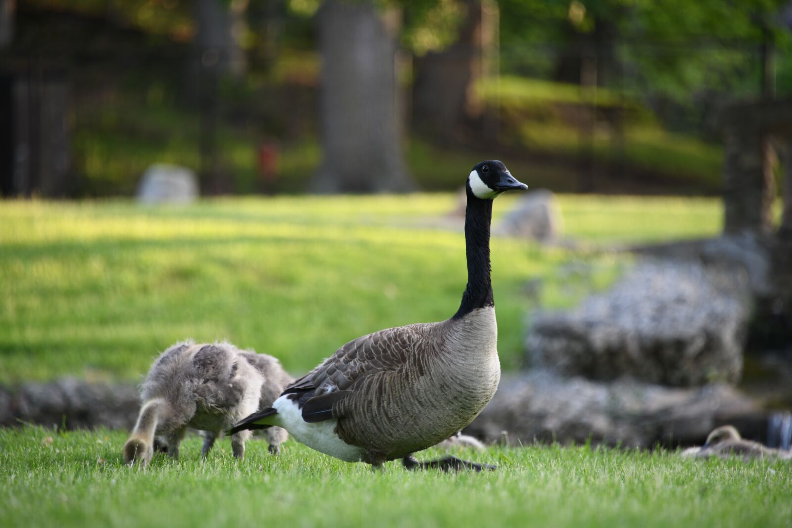 Nikon D850 sample photo. Geese, gosling, gaggle photography