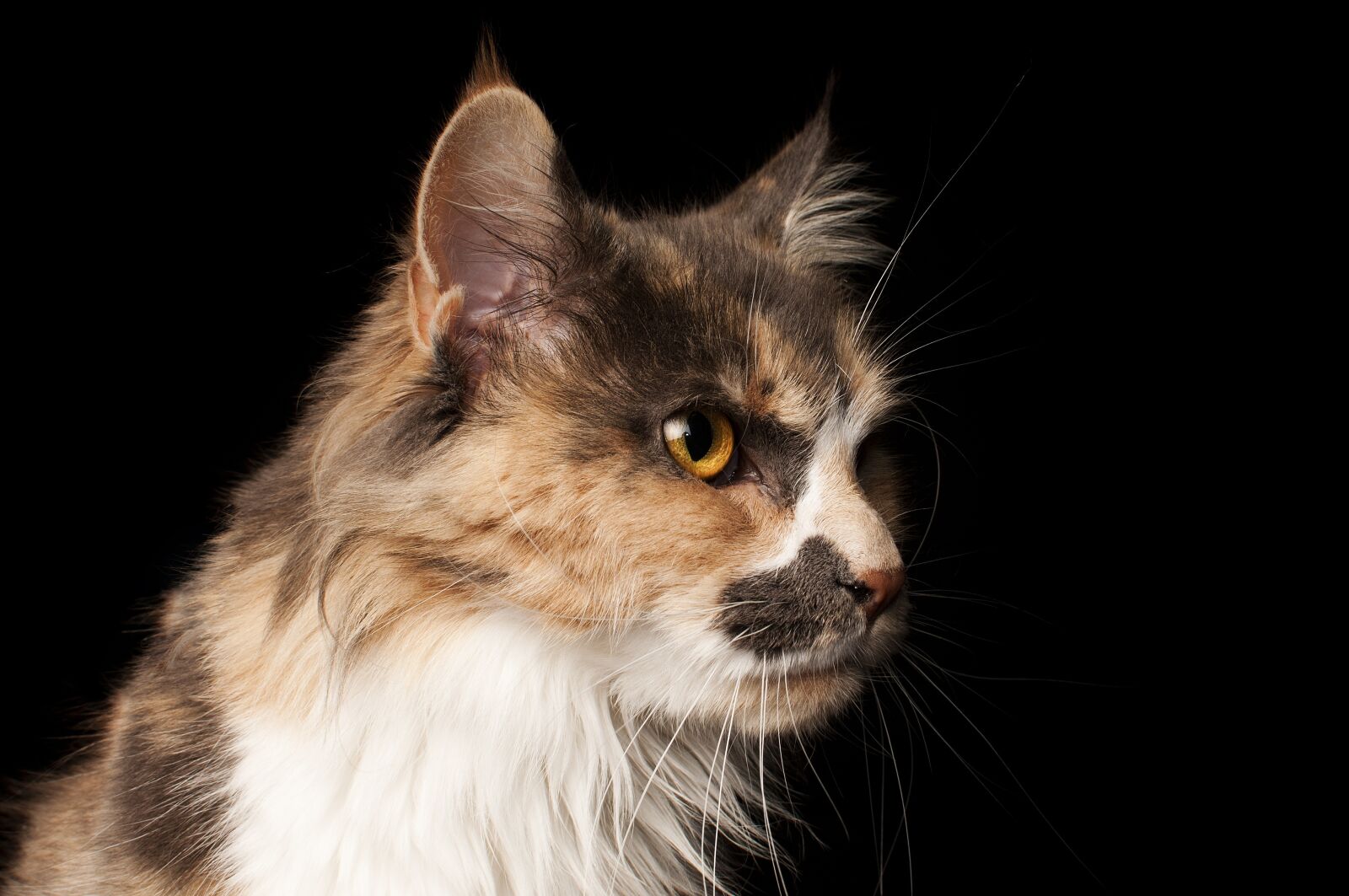 Nikon D300 sample photo. Cute, cat, animals photography