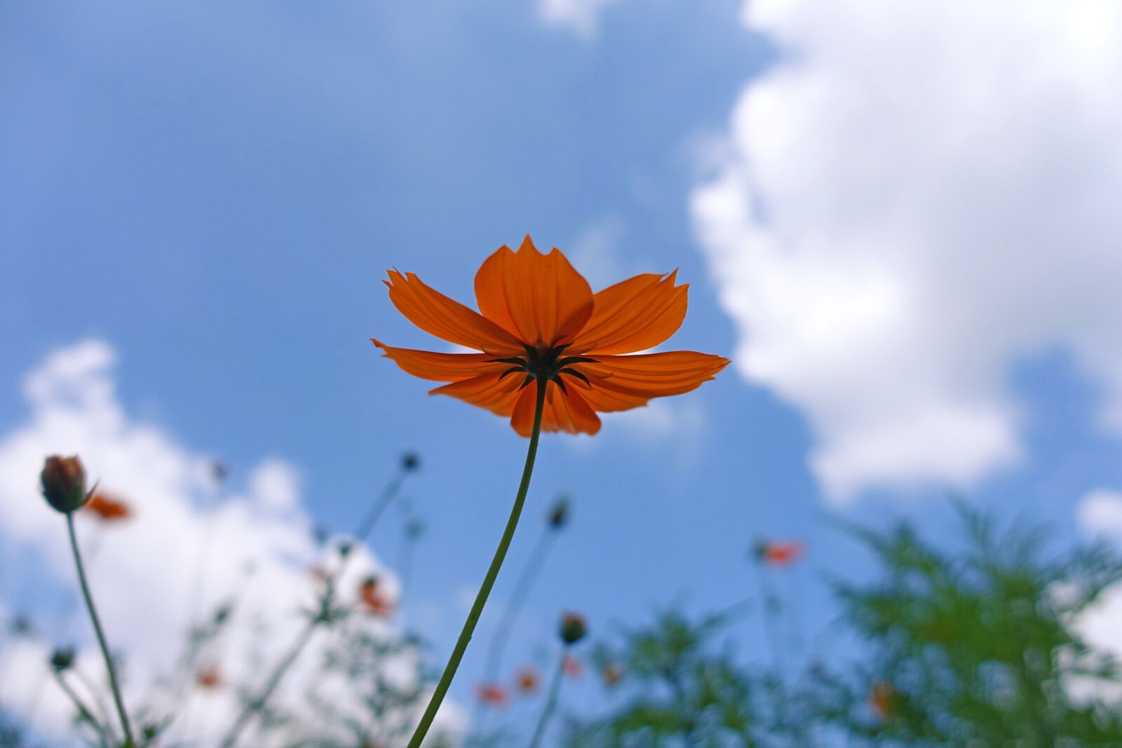 Sony Cyber-shot DSC-RX100 III sample photo. Nature, plants, flowers photography