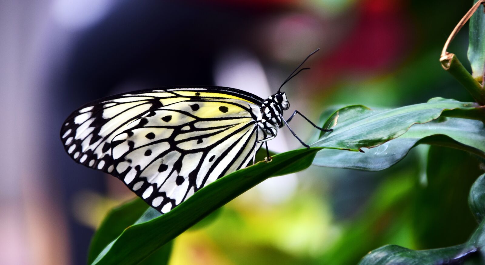 Nikon D3300 sample photo. White baumnymphe, idea leukonoe photography