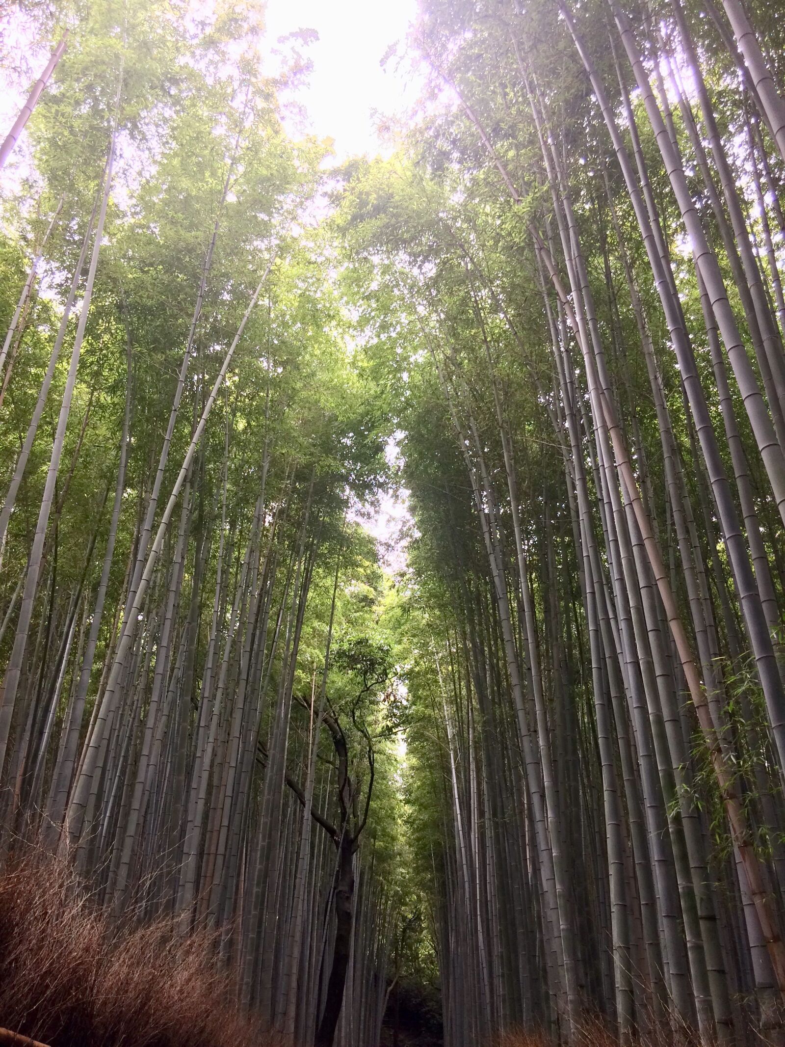 iPhone 5s back camera 4.15mm f/2.2 sample photo. Kyoto, bambú, japón photography
