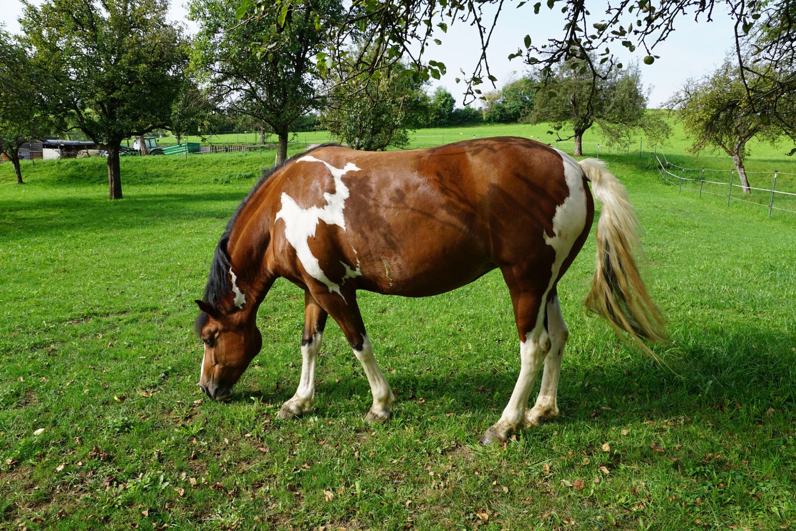 Sony ILCA-77M2 + Sony DT 16-50mm F2.8 SSM sample photo. Horse, pasture, summer photography