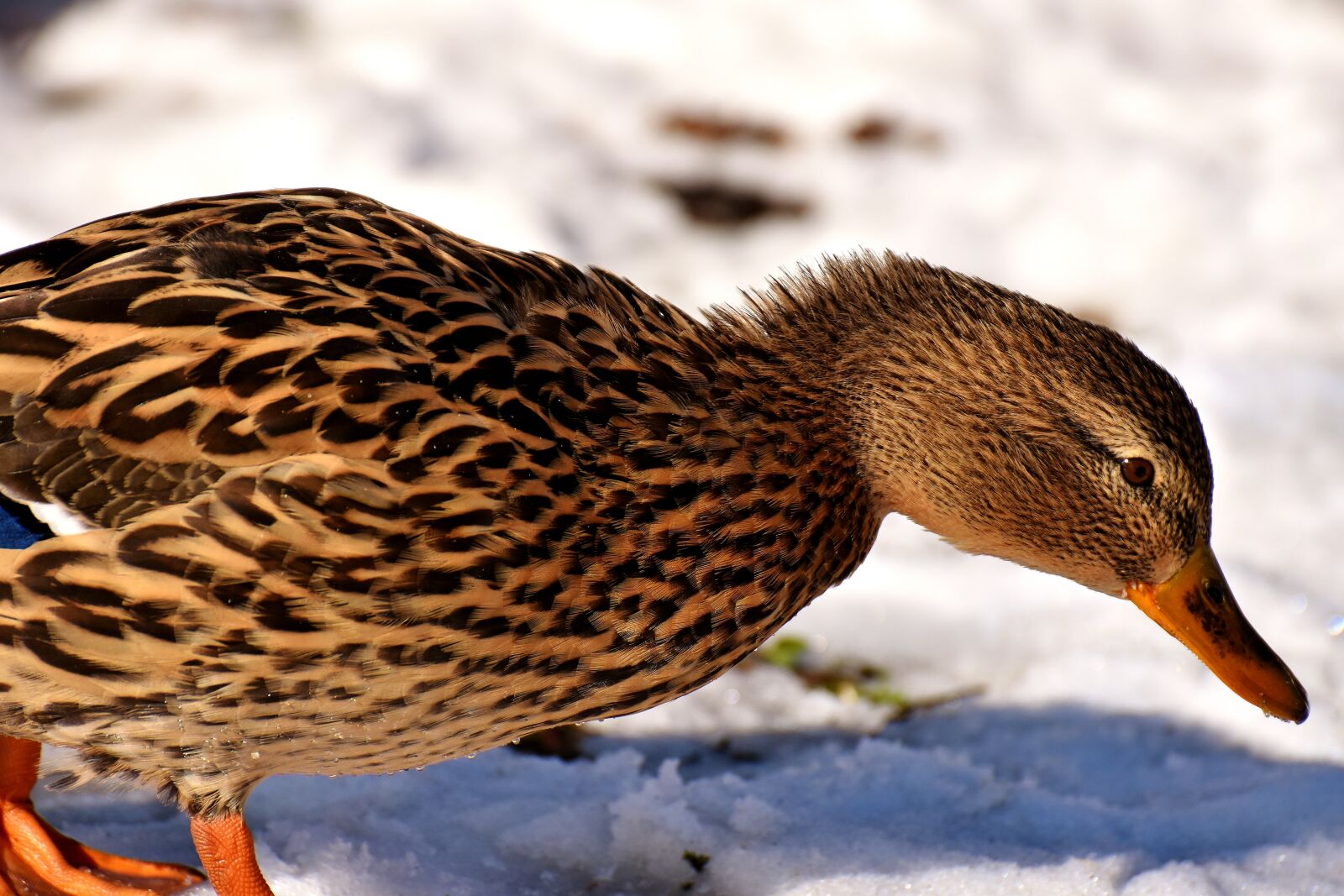 Nikon D7200 sample photo. Duck, mallard, snow photography