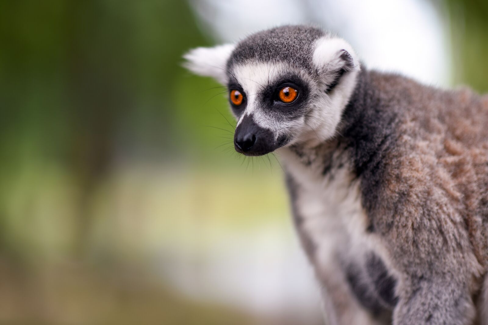 Nikon D750 sample photo. Lemur, monkey, animal photography