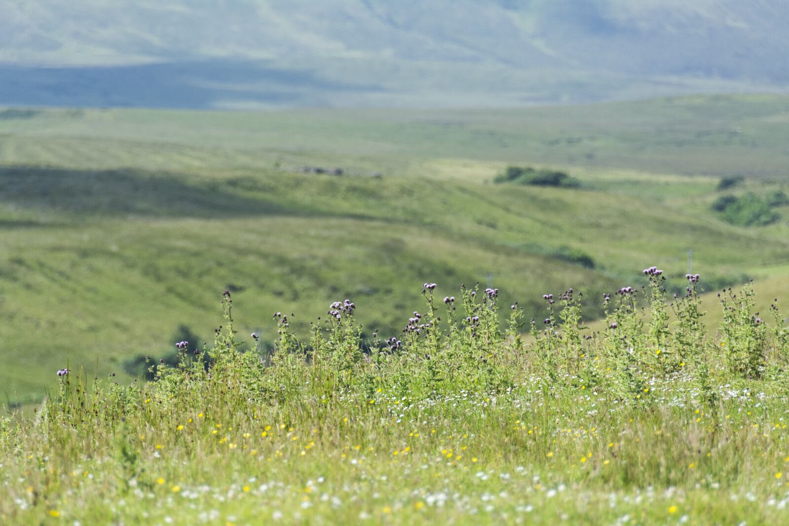 Nikon D7100 sample photo. Scotland, meadow, landscape photography
