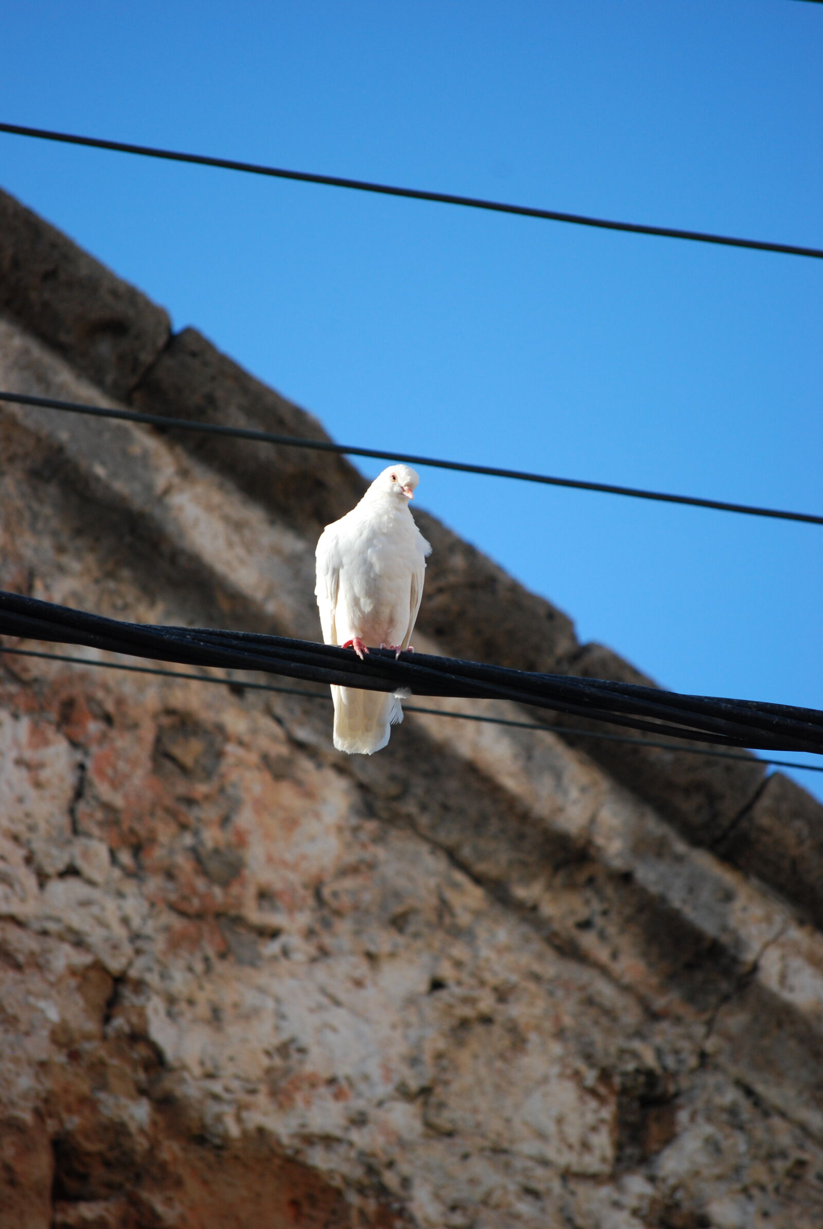 Nikon D40X sample photo