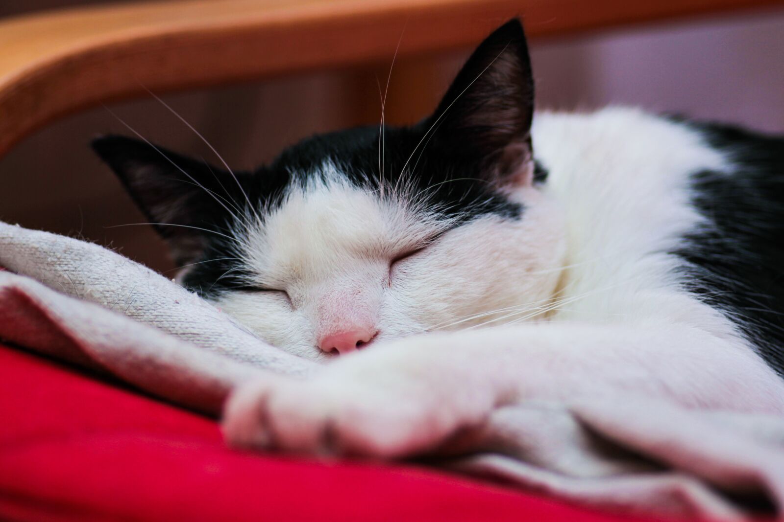 Canon EOS 60D sample photo. Cat, dream, sleeping photography