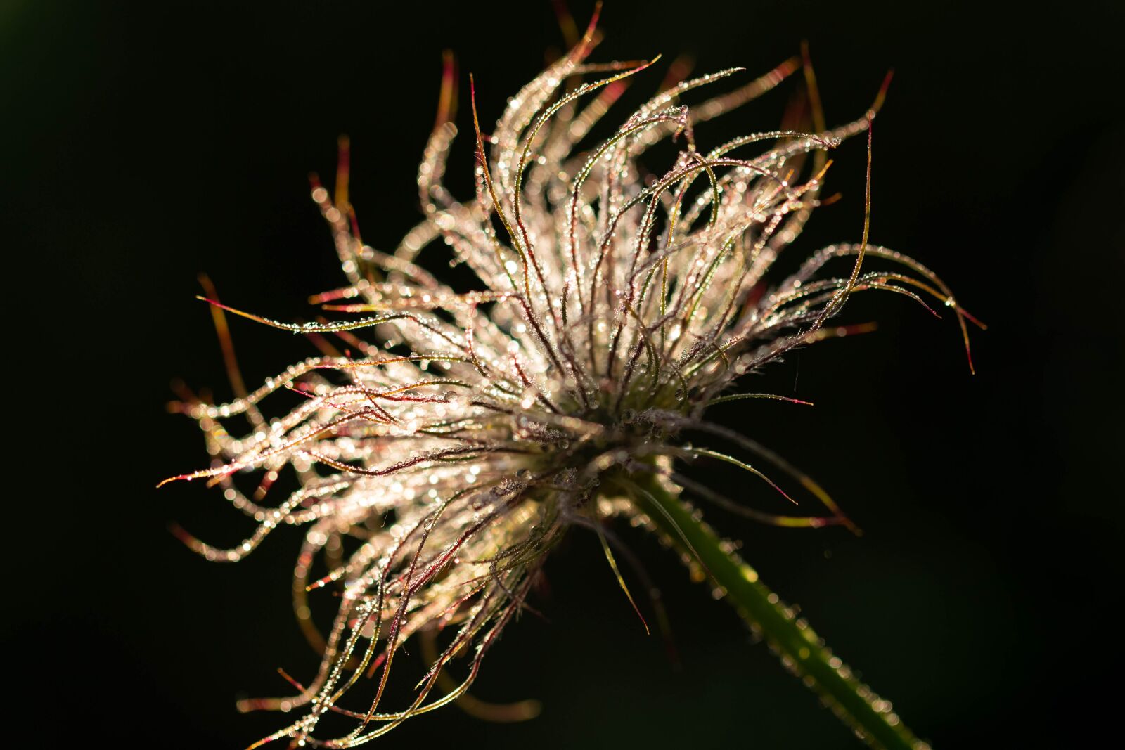 Canon EF 100mm F2.8L Macro IS USM sample photo. Przekwitni ta sasanka, sasanka photography