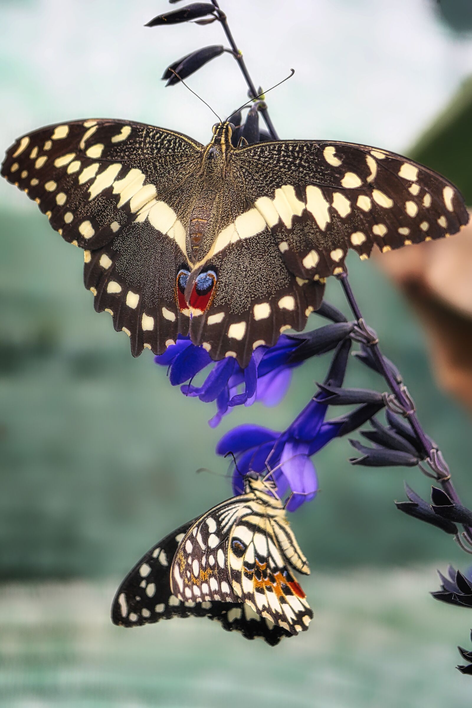 Panasonic Lumix DMC-GX8 sample photo. Butterfly, close up, insect photography
