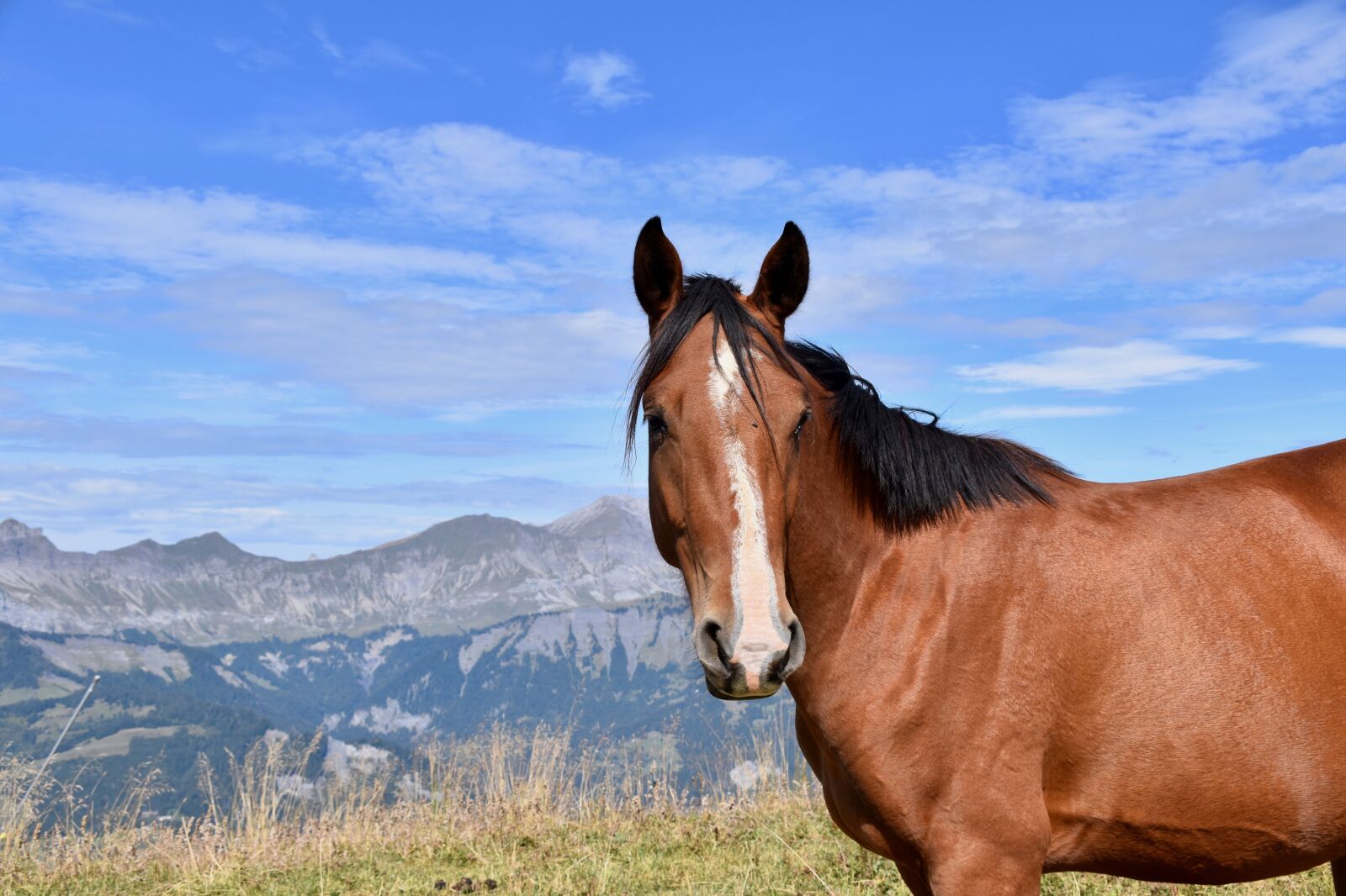 Nikon D5600 sample photo. Horse, horse bai, equine photography